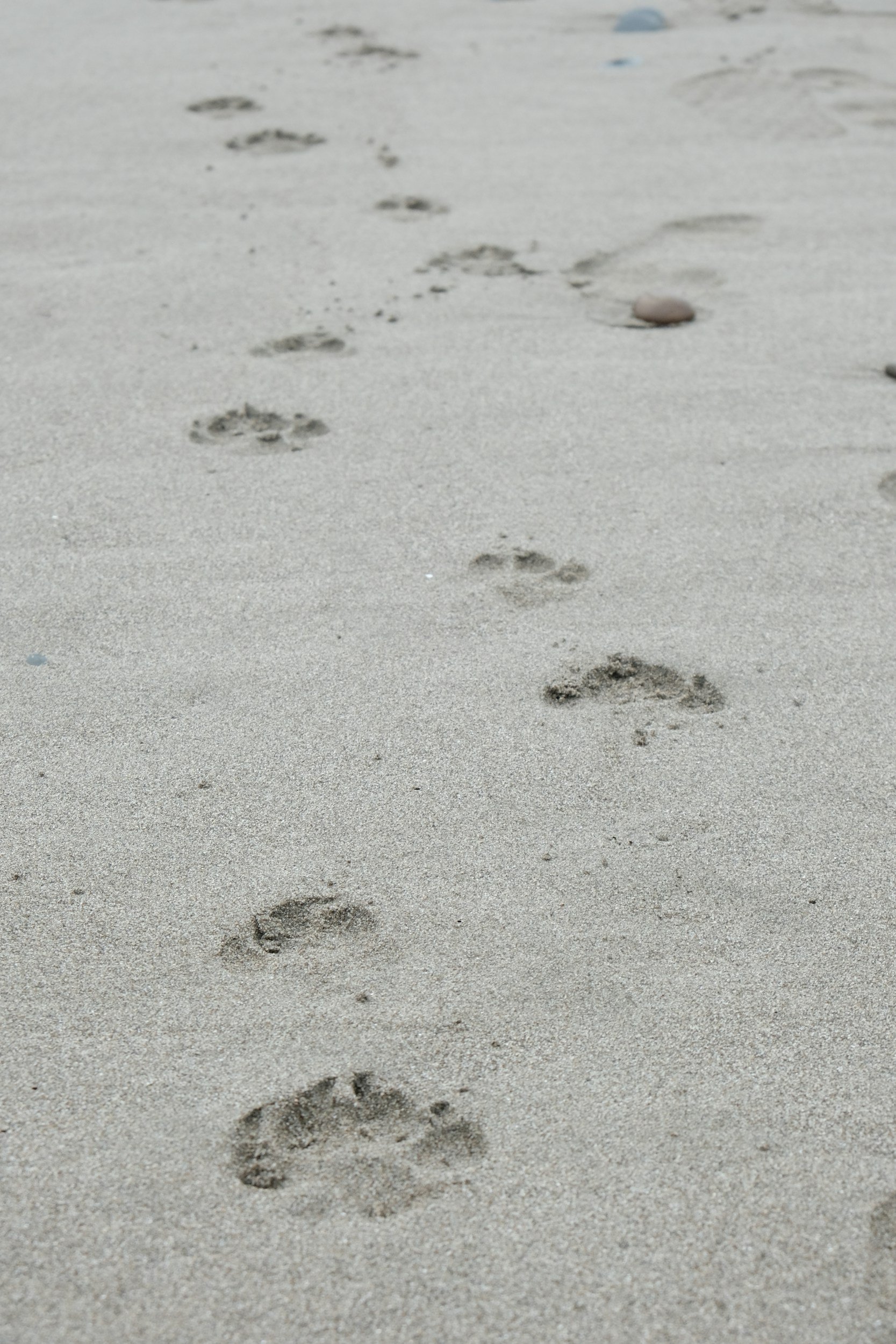 WordPress Website Migration