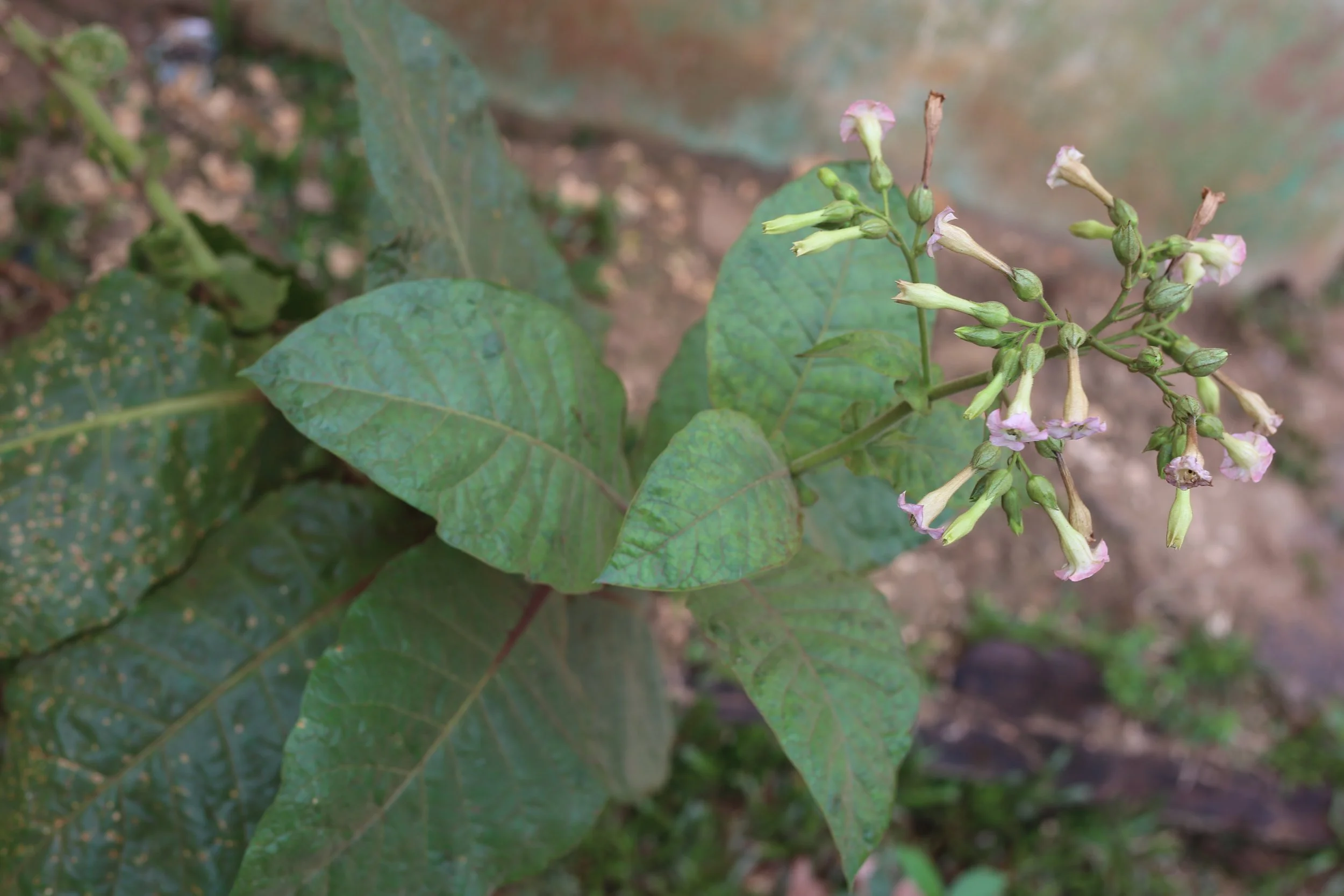 About the tobacco ceremony — Casa de Pawua