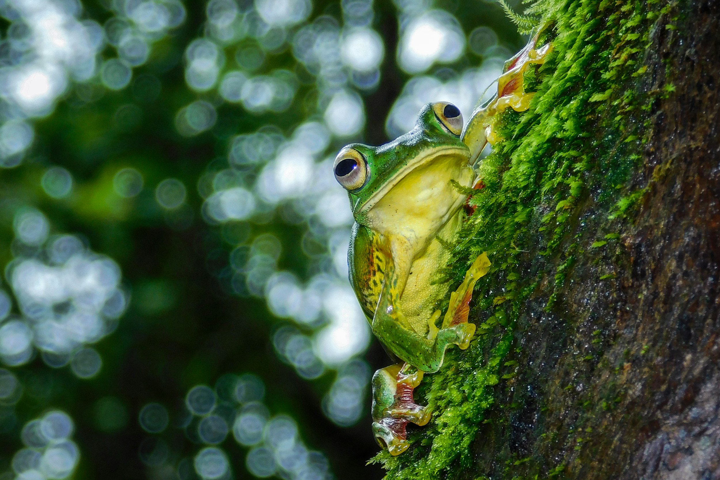Frog Frenzy