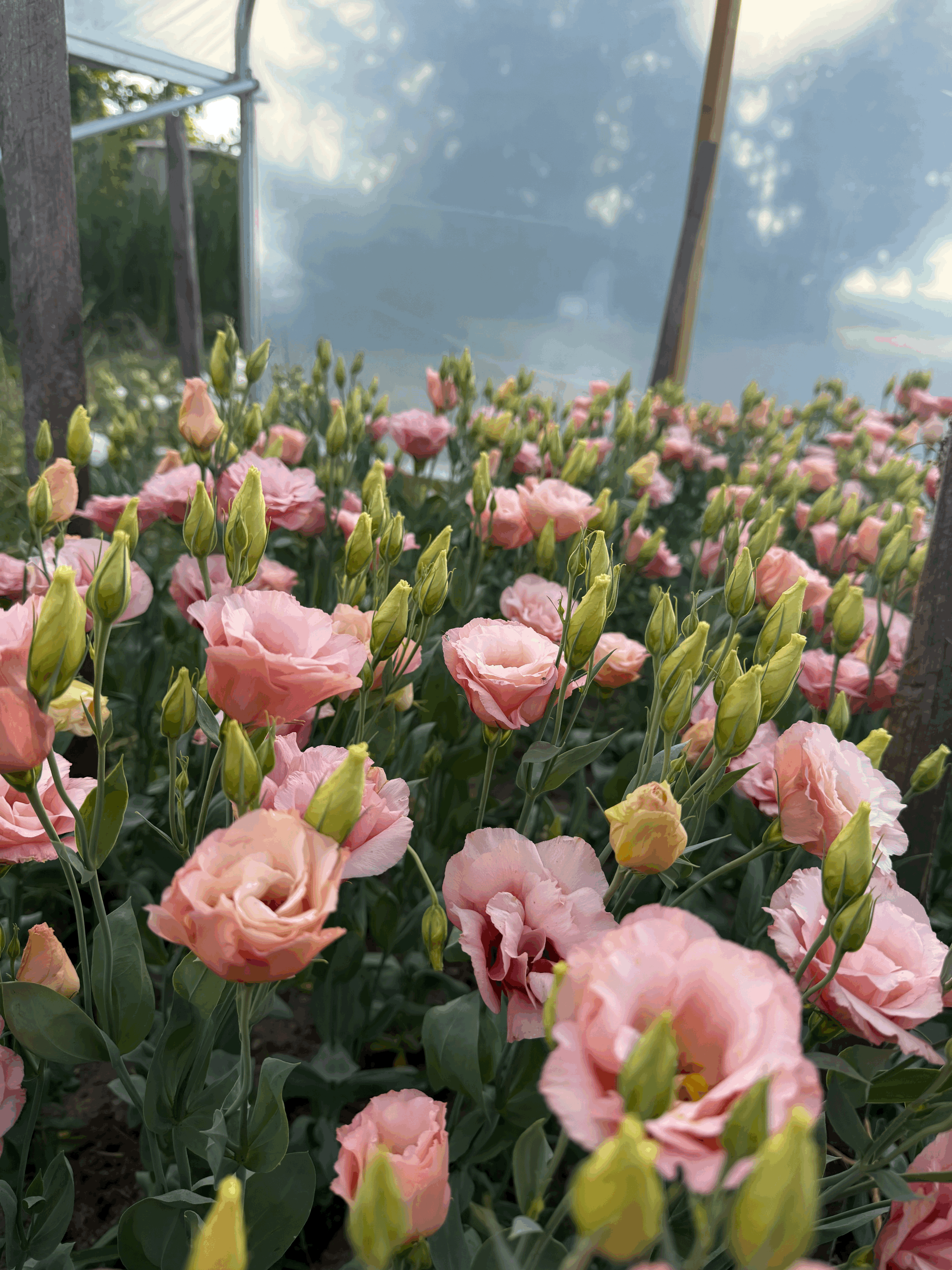 tempImageXTk27J.gif