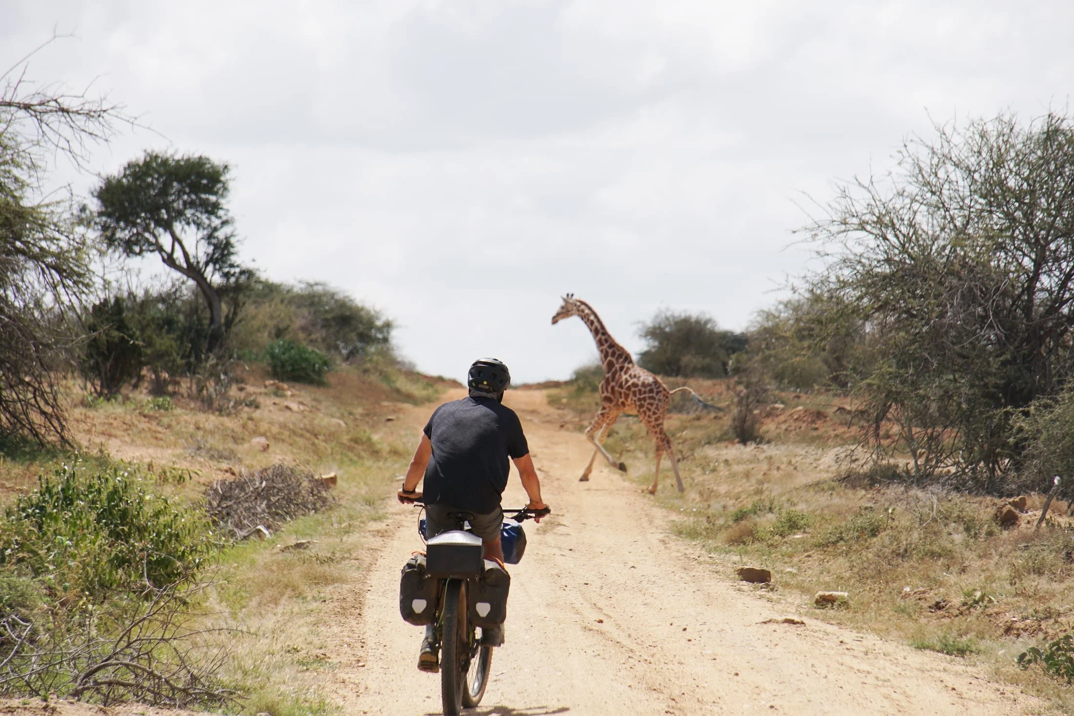 Laikipia-5-Giraffe.jpg