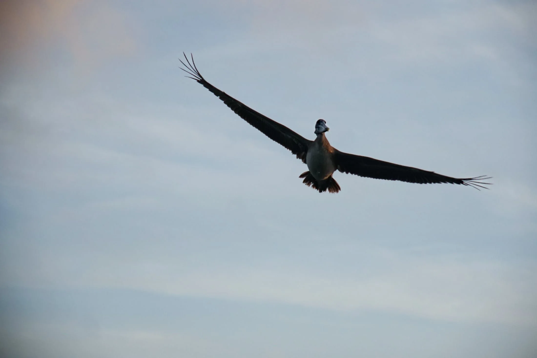 Harney River-4-Pelican.jpg