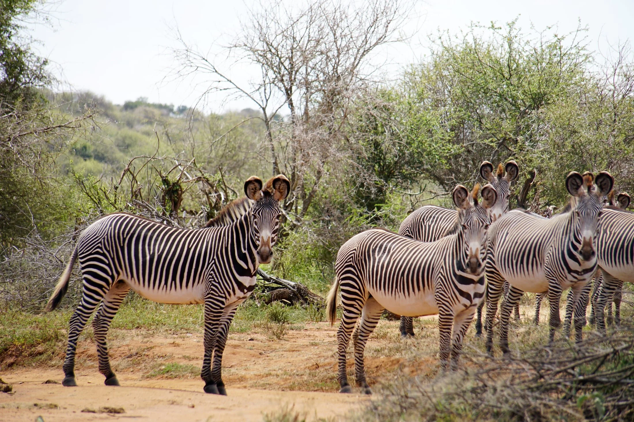 Laikipia-2-Grevys Zebra.jpg