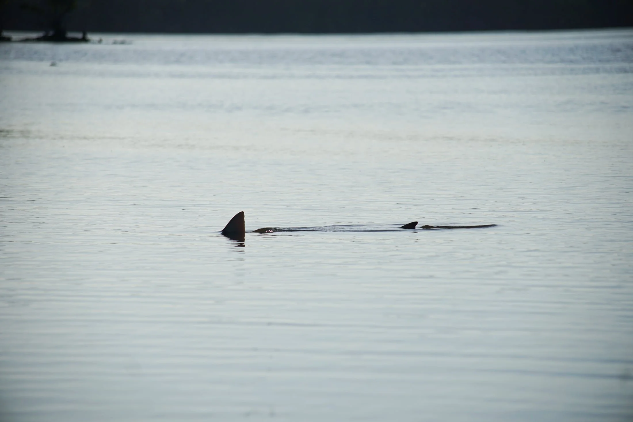 Harney River-3-Shark.jpg