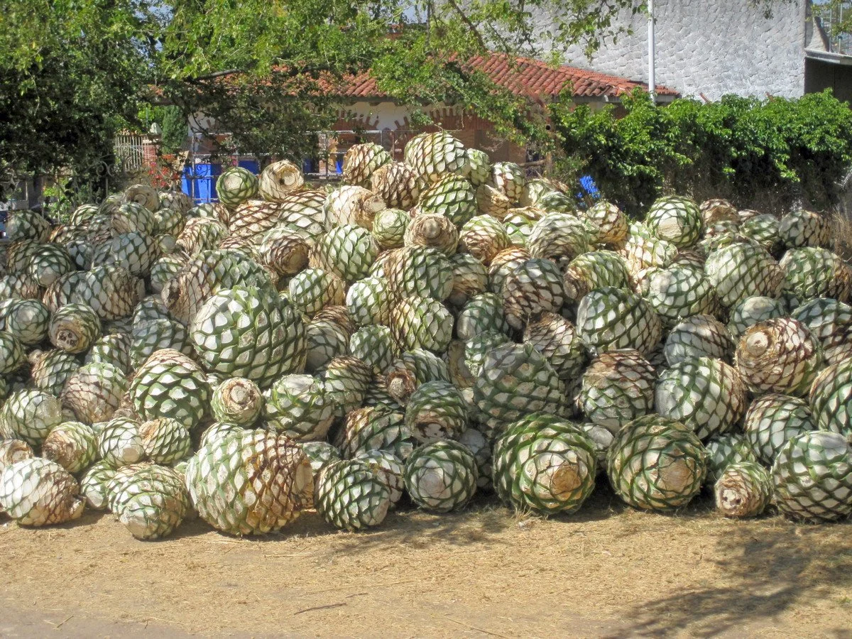 01 b Kern of agave.JPG