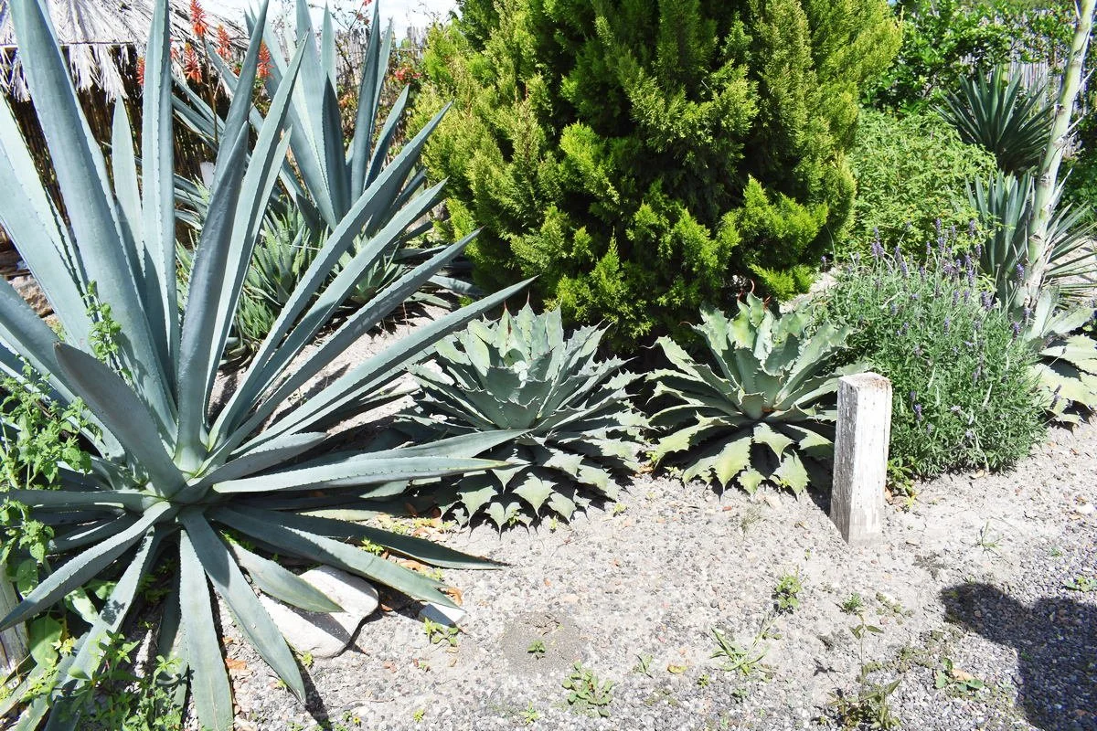 01 a Agaves to make mezcal.JPG