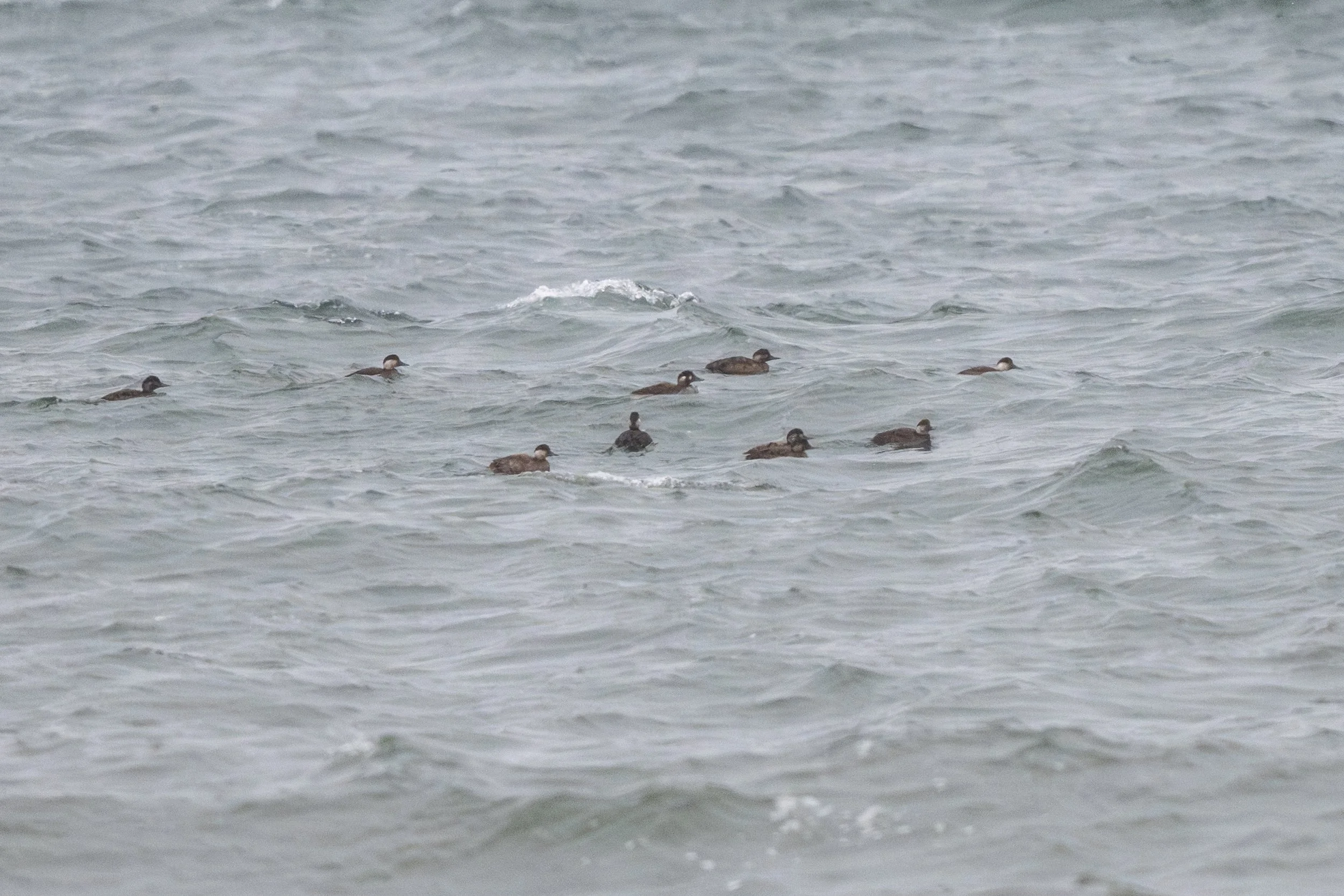 324. Vitnackad svärta