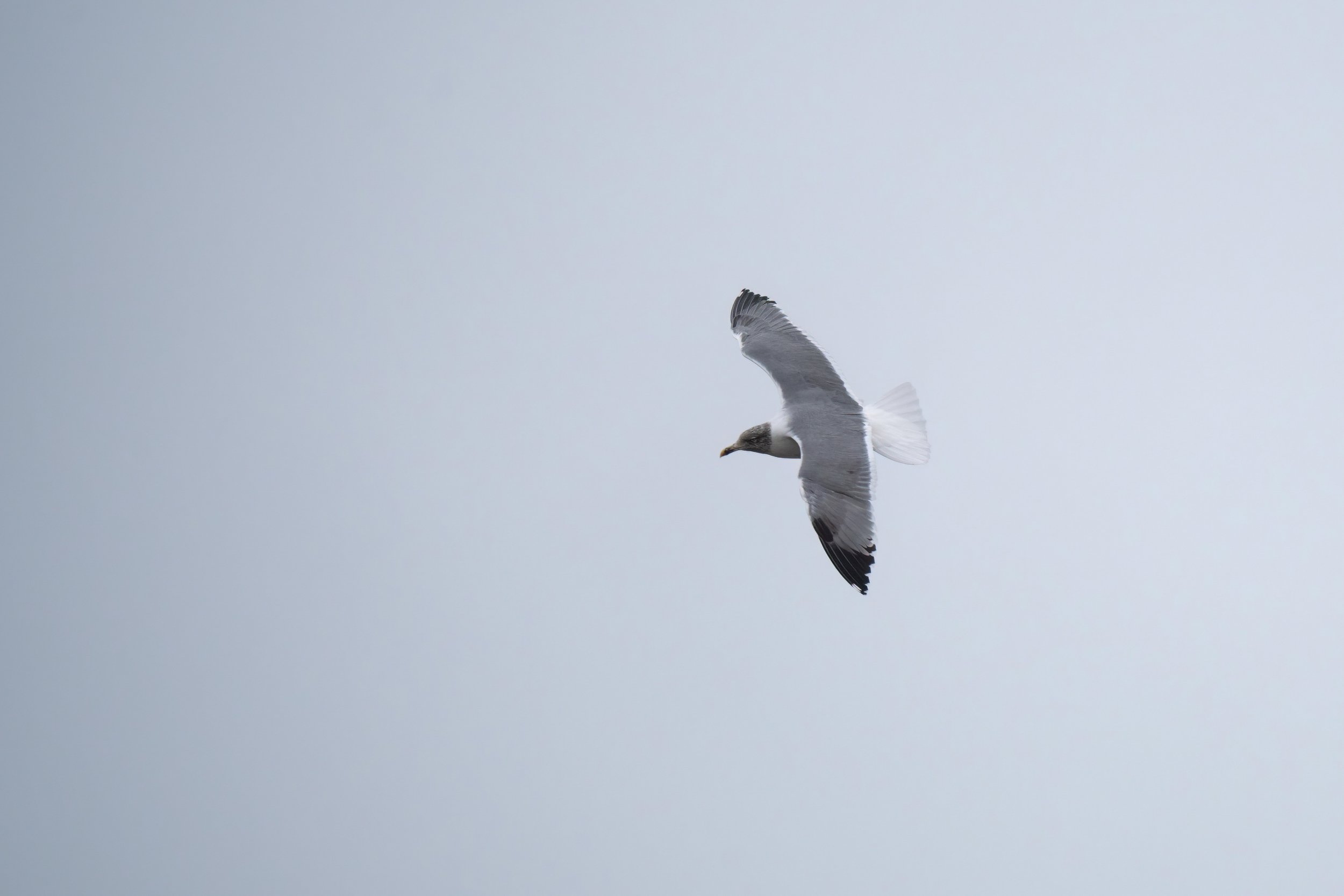 DSC05265-Edit.jpg
