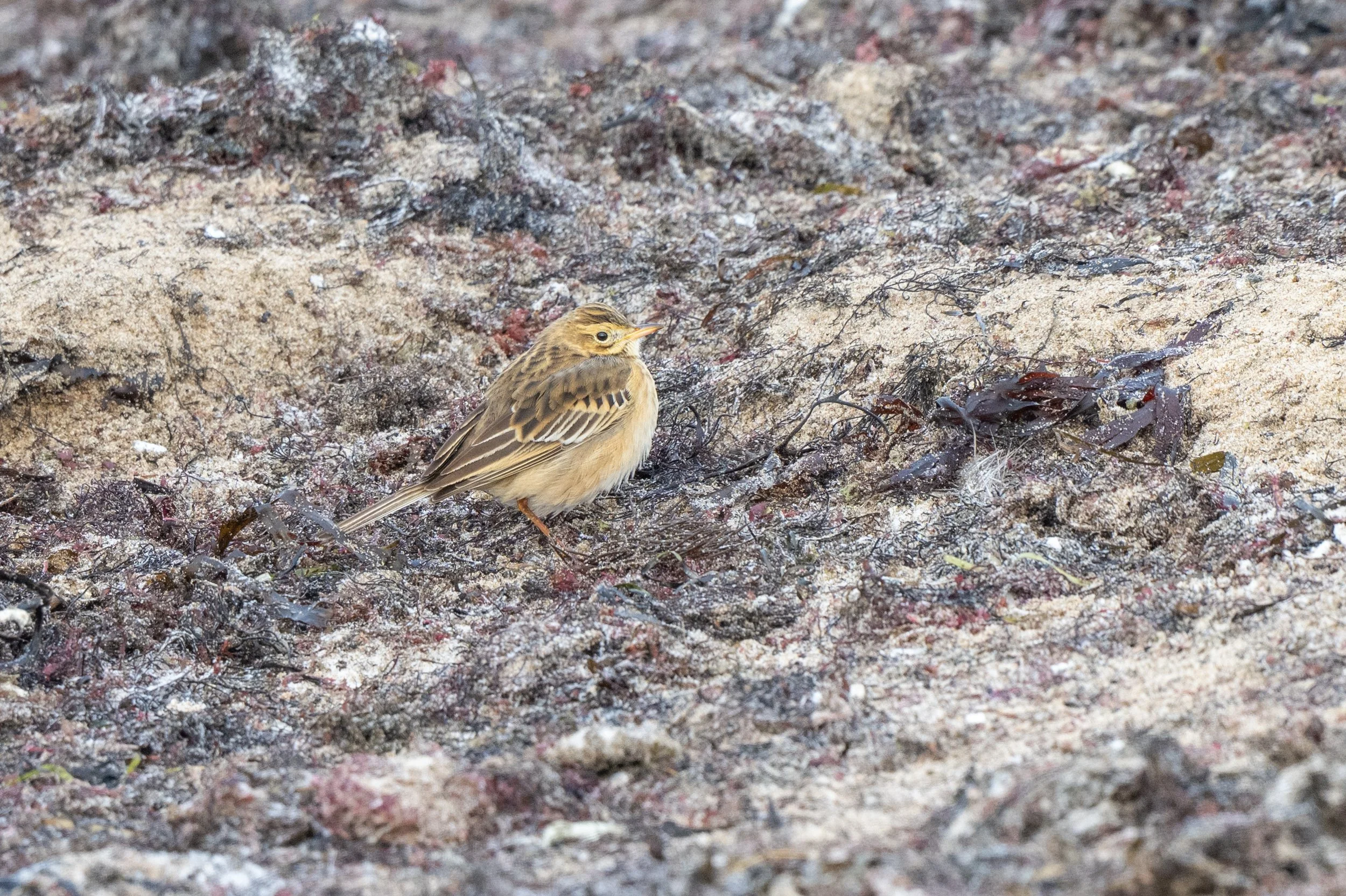 308. Större piplärka