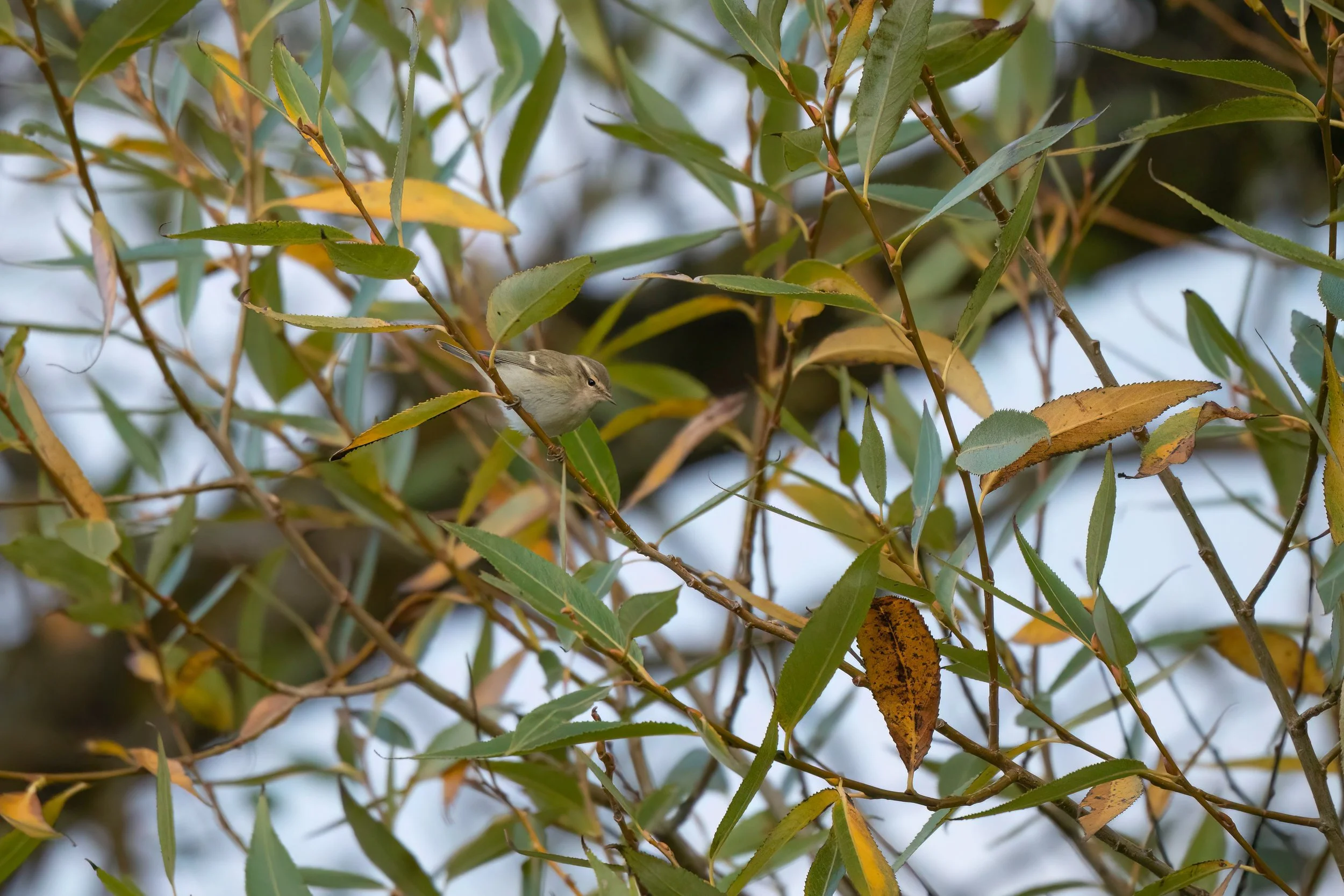 Bergtajgasångare vid Husrygg på Gotland 2023-10-23
