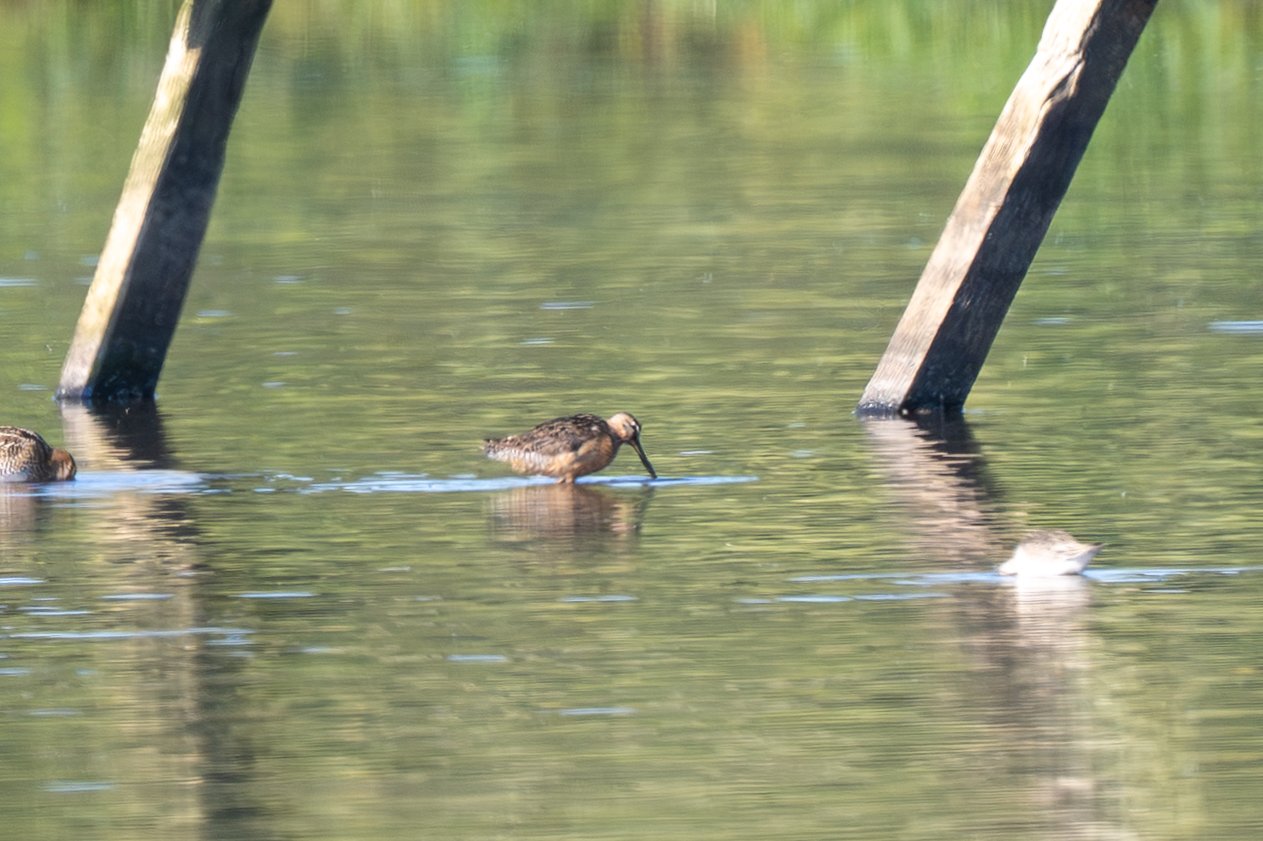 323. Större beckasinsnäppa