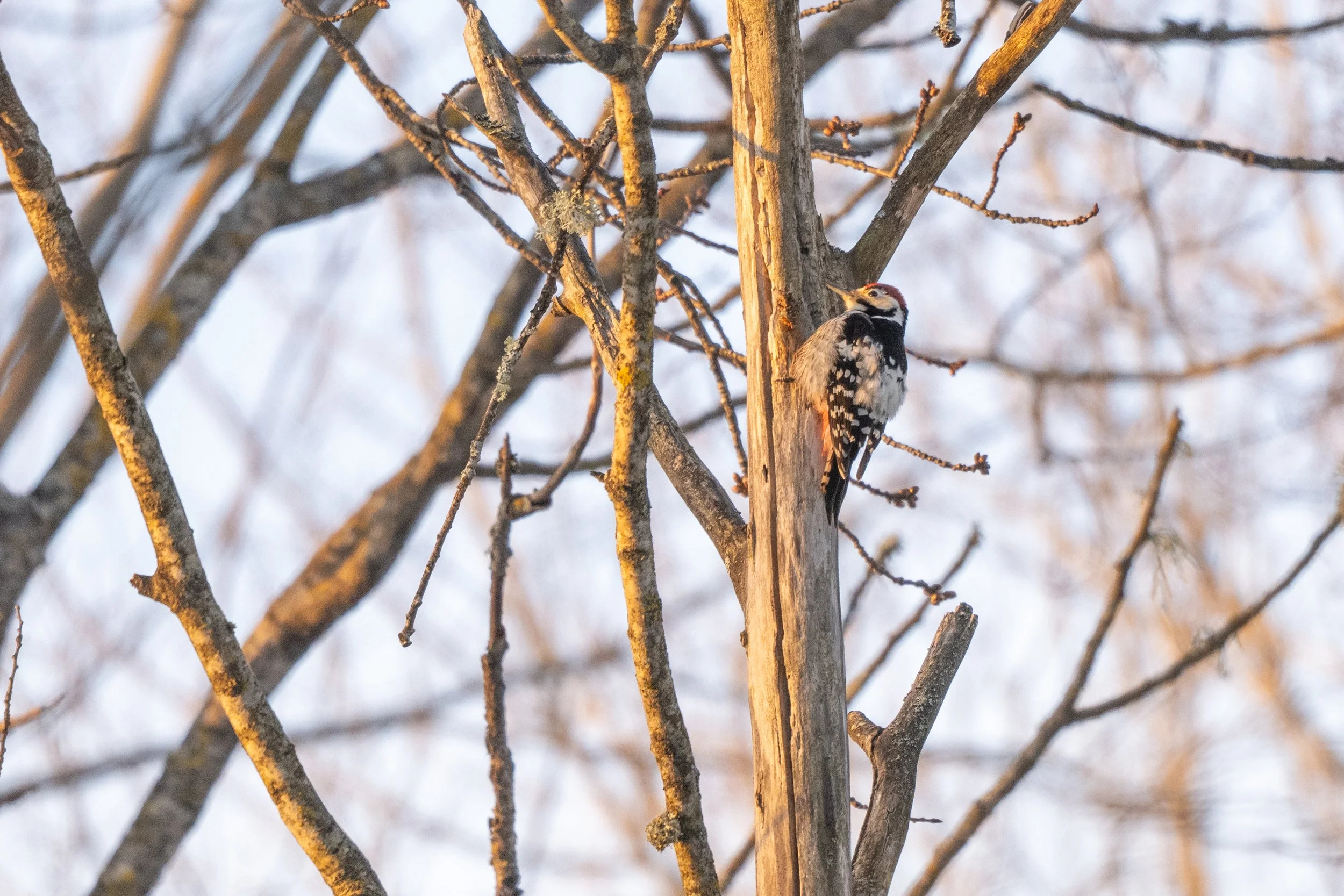 325. Vitryggig hackspett