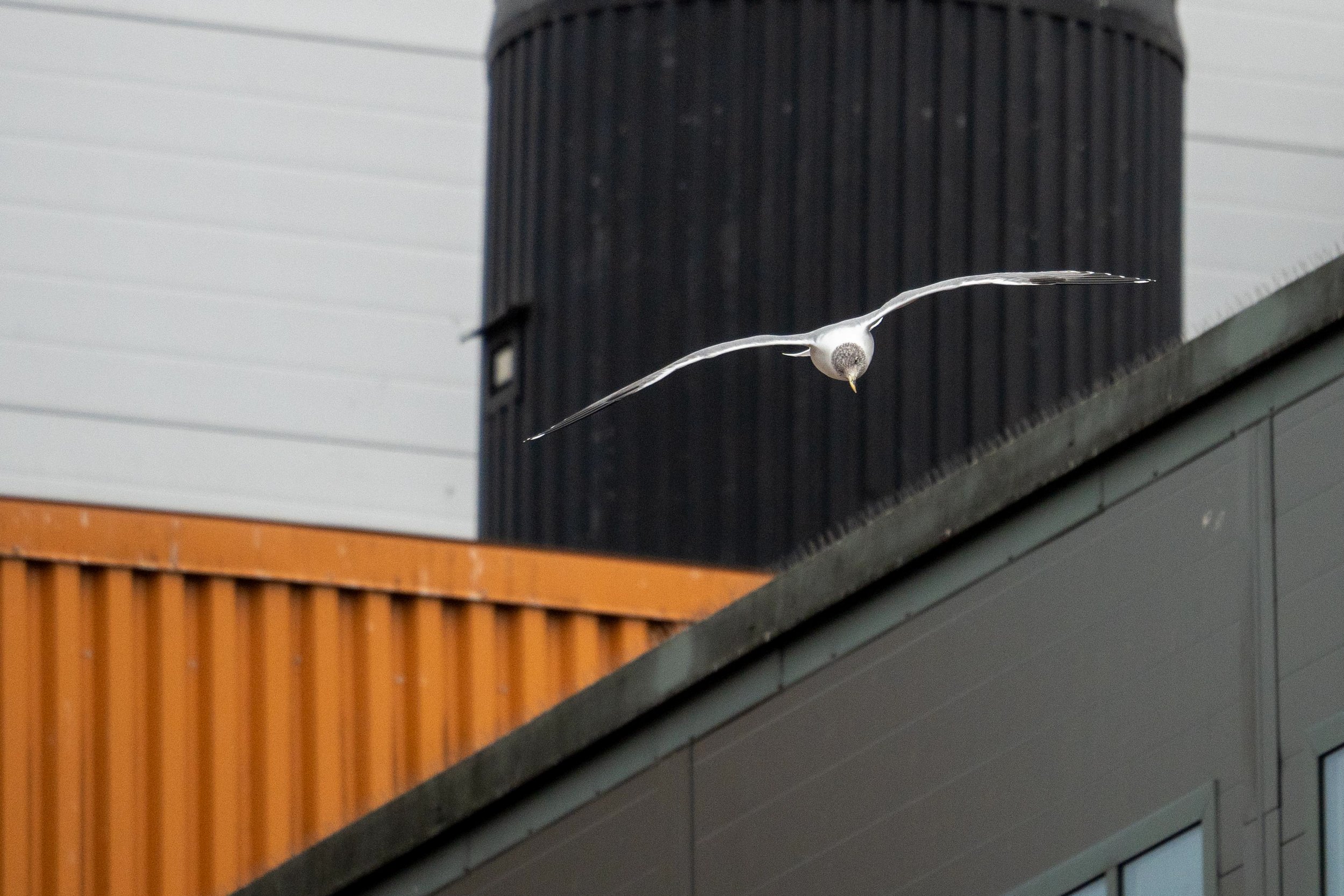 DSC05122-Edit.jpg