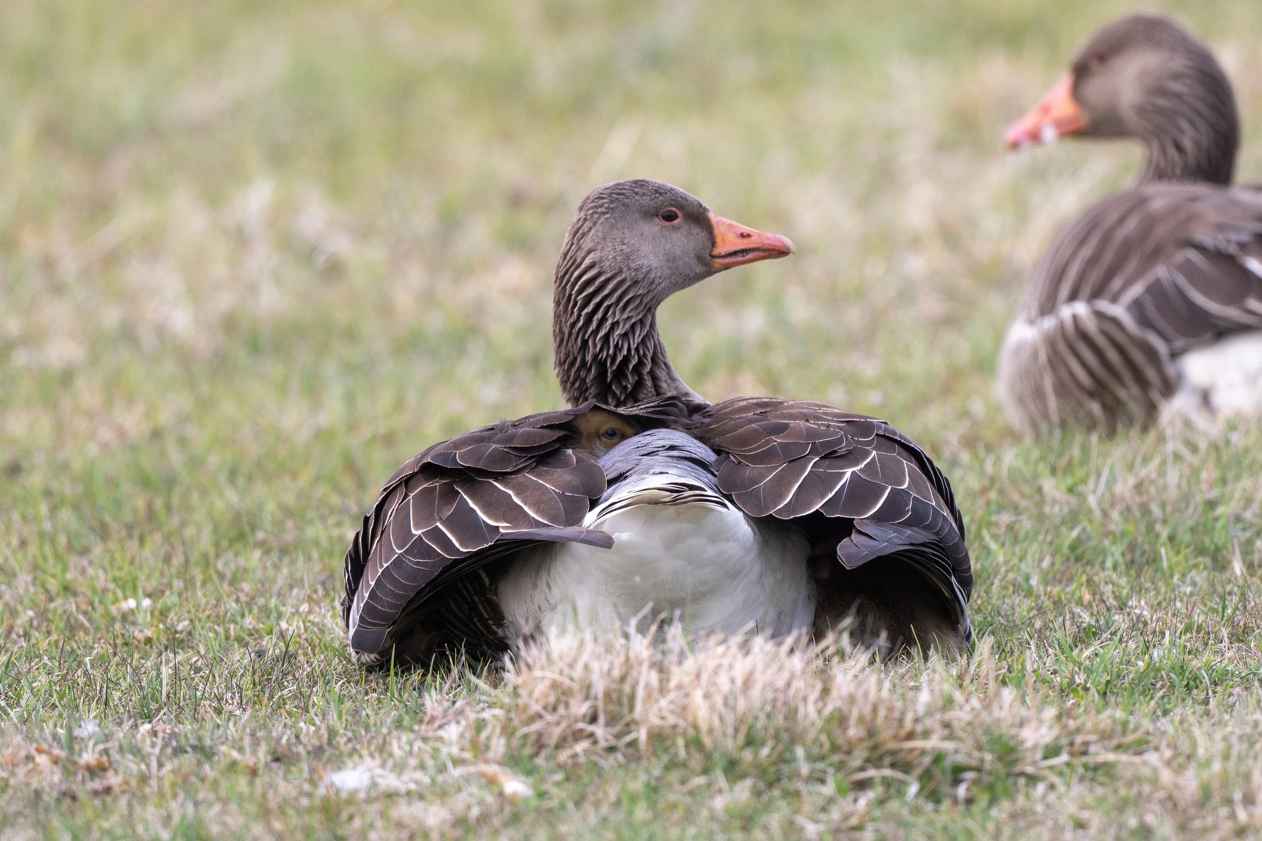DSC_9164-3.jpg