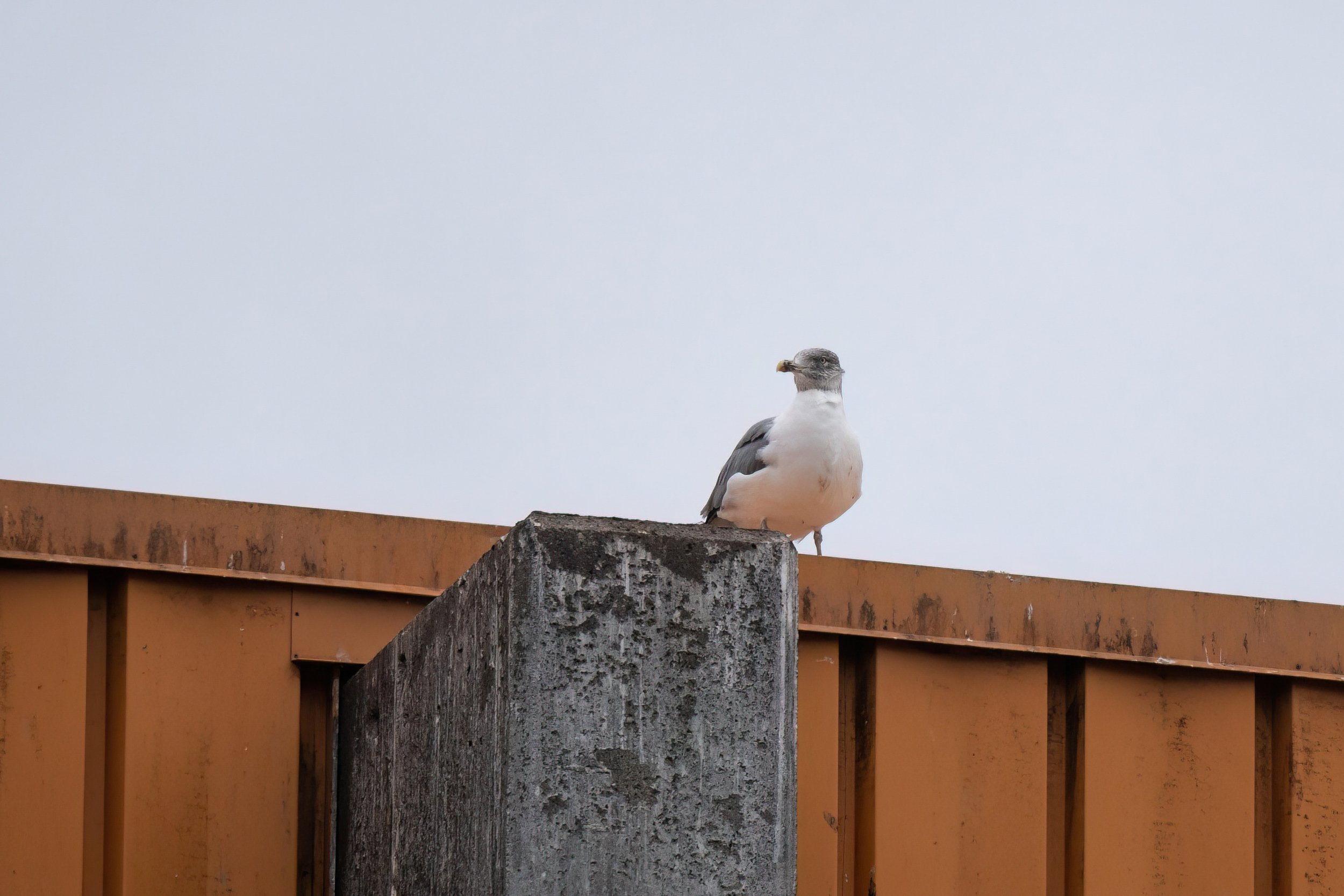 DSC05545-Edit.jpg