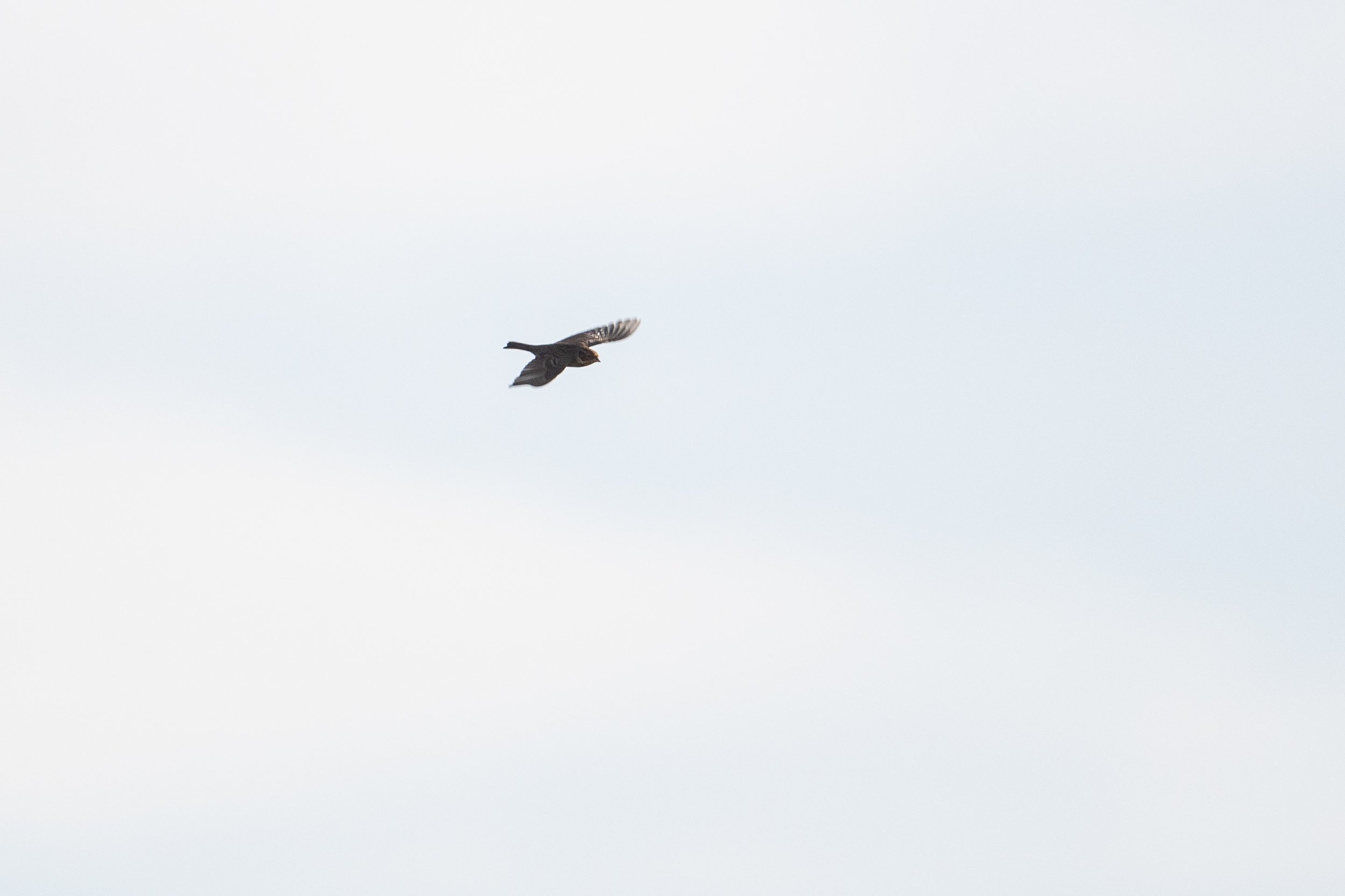 Dvärgsparv som vi stötte upp vid Lagunen, Sandviken på Gotland. 2021-10-16