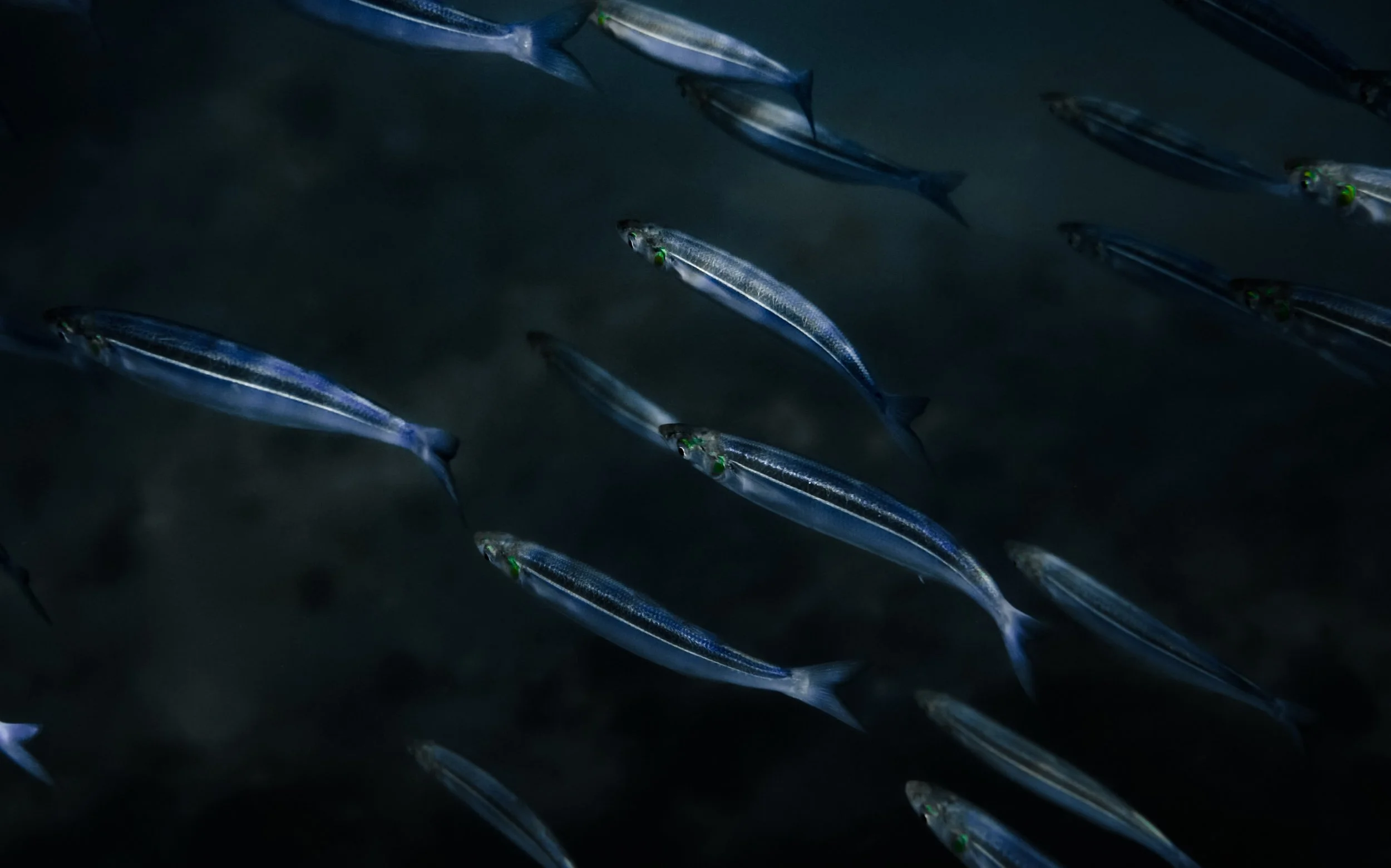 Screen Shot 2019-10-17 at 2.18.23 PM.jpg