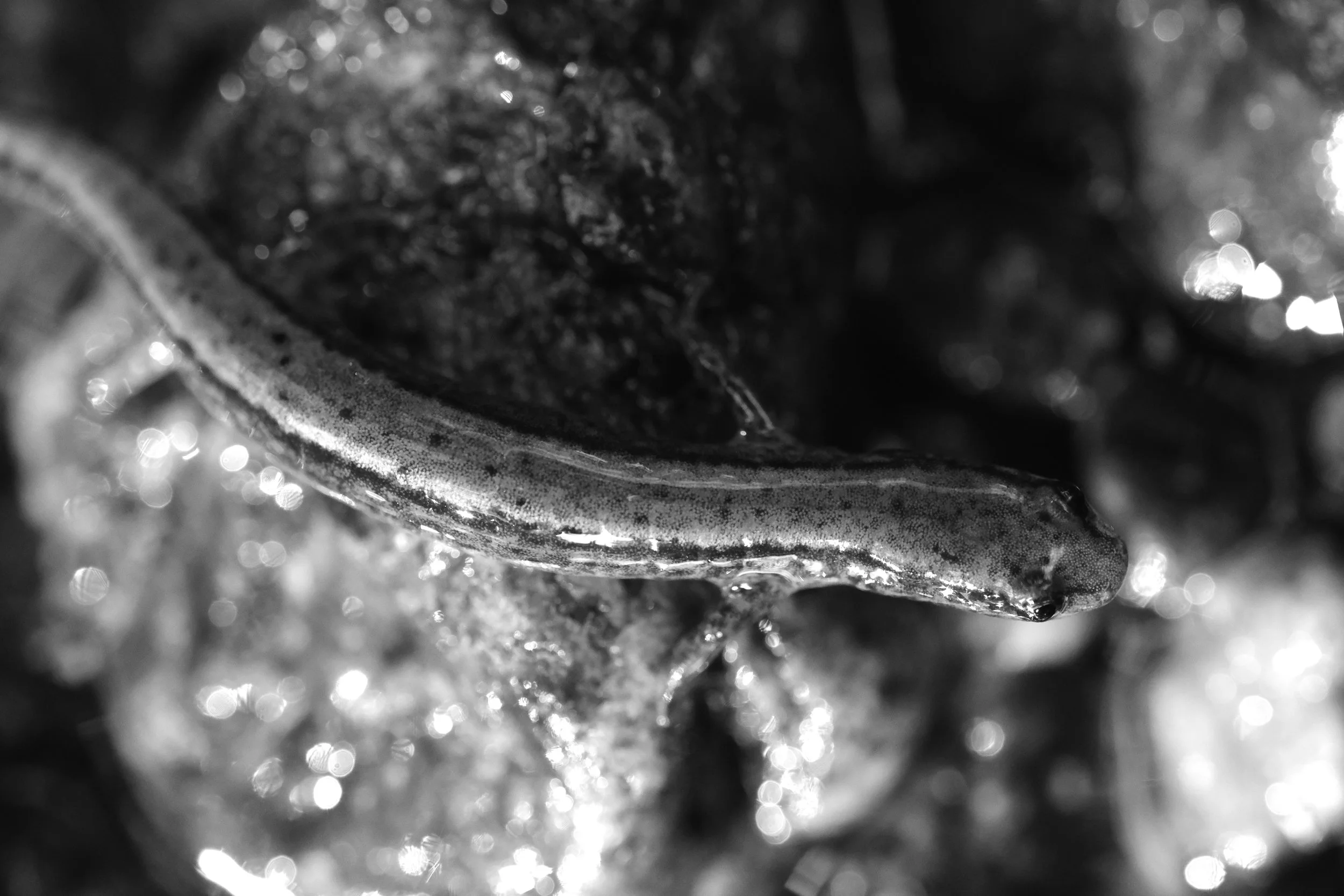 DSCF4723-Edit.jpg