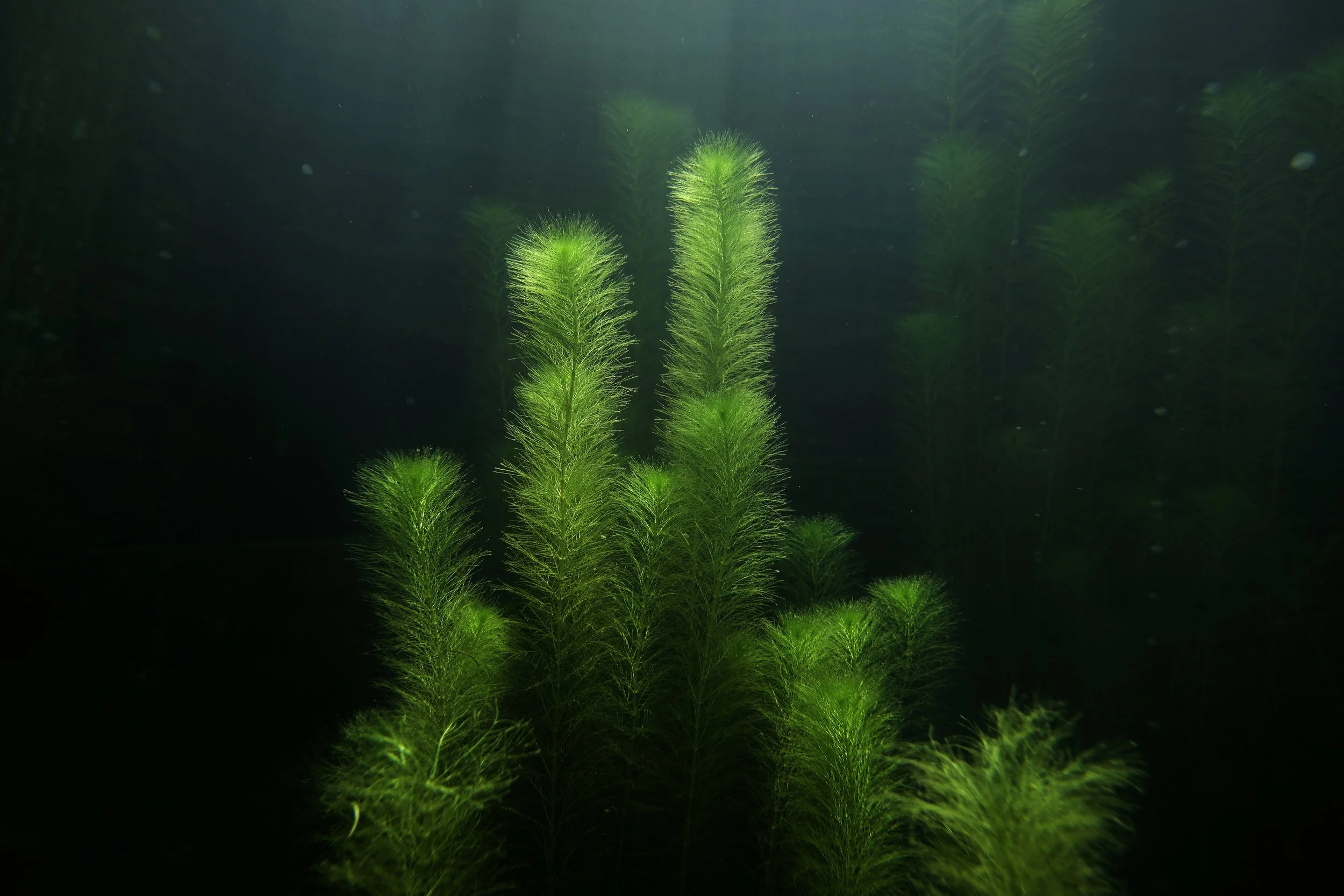 DSCF4597myriophyllum_papillosum.jpg