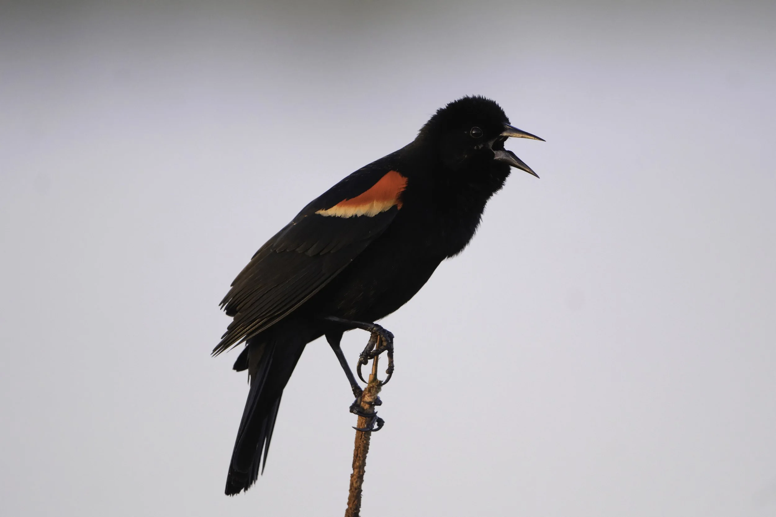Wetland bird portraits
