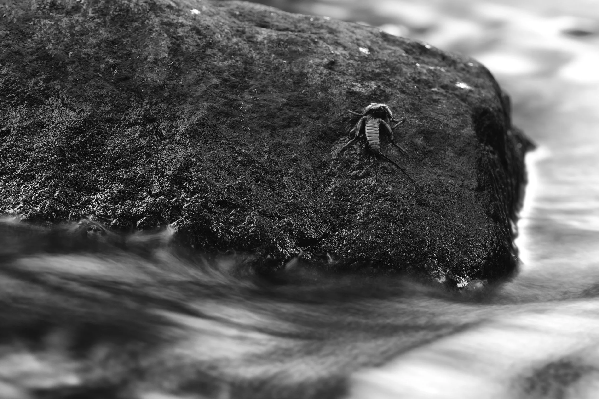 DSCF4732-Edit-Edit.jpg