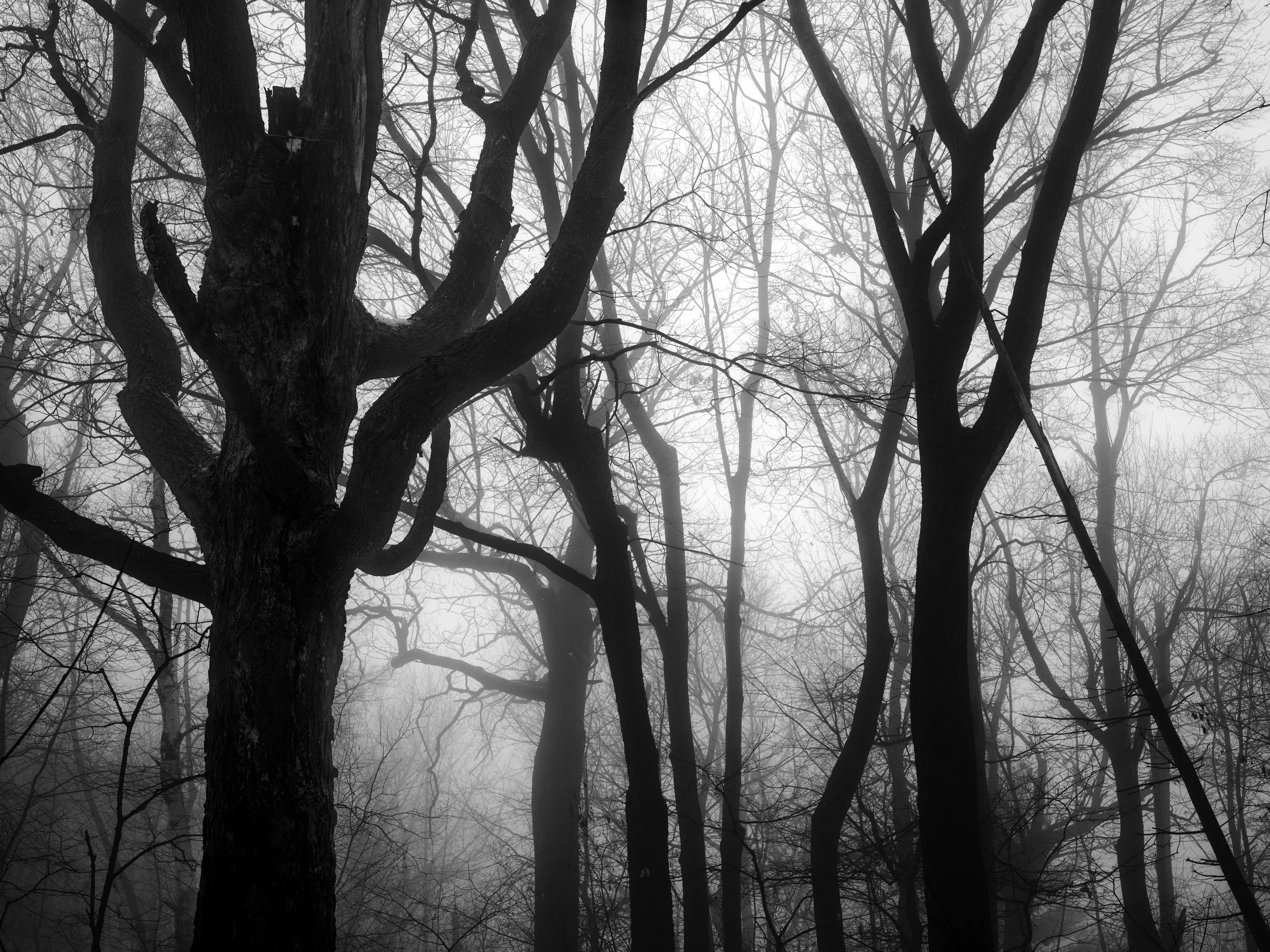 M10R5965-Edit-2 copy.jpg