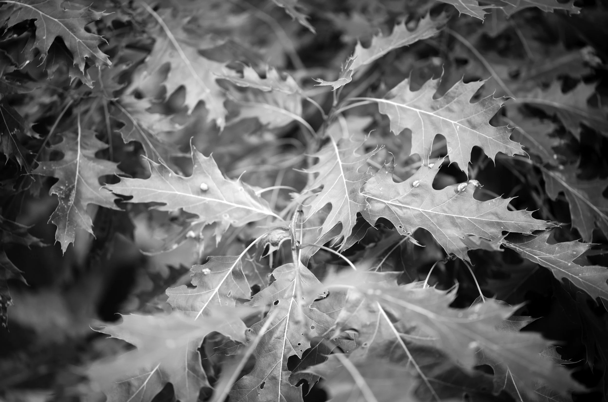 M10R8814untitled.jpg