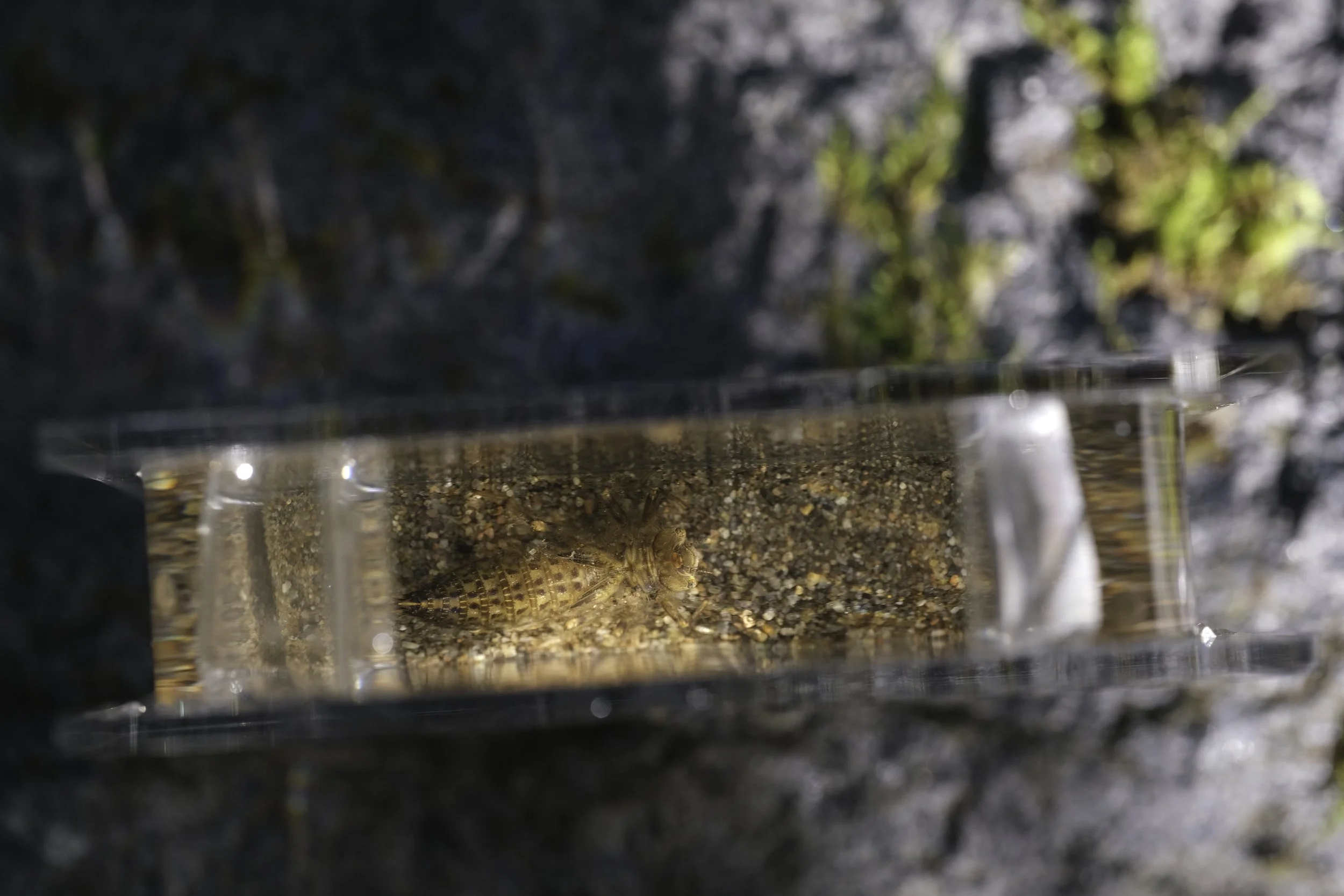 DSCF4554-Edit.jpg