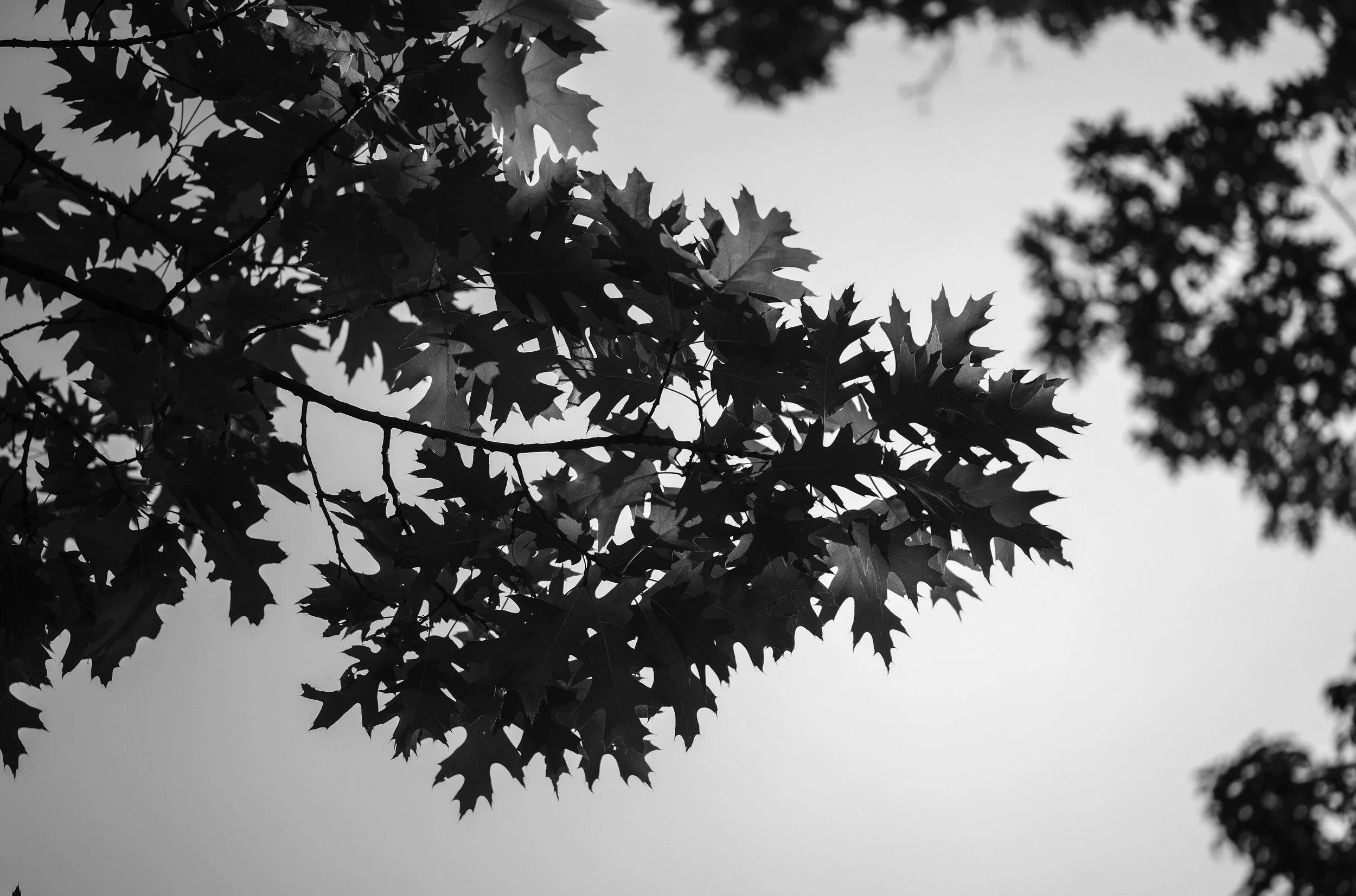 M10R8898untitled.jpg
