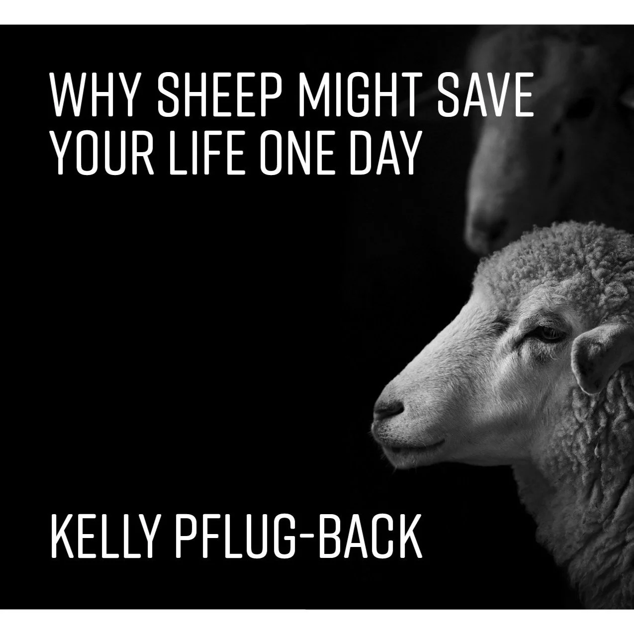 Why Sheep Might Save Your Life One Day