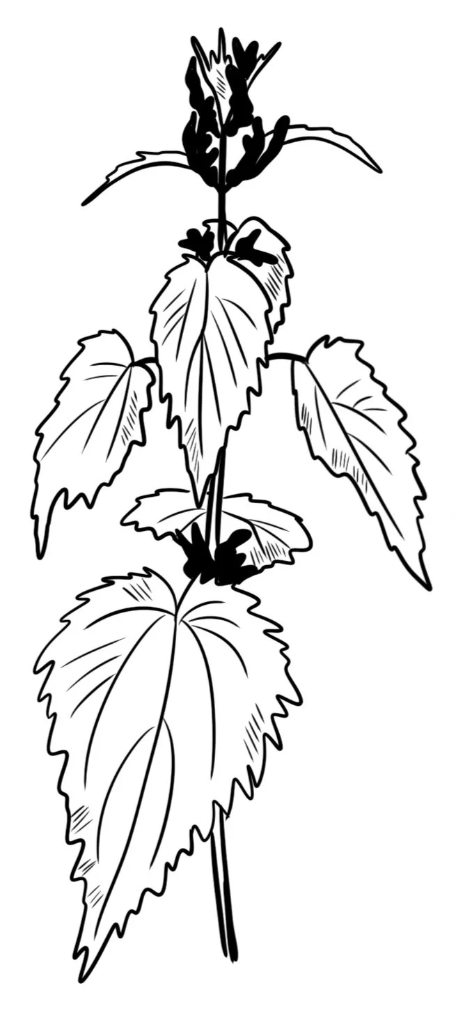 Urtica spp.