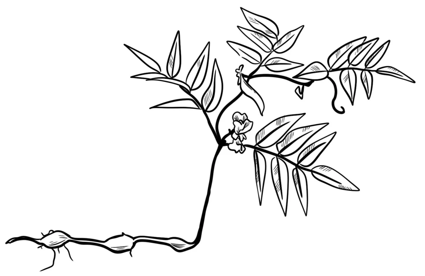 Apios americana