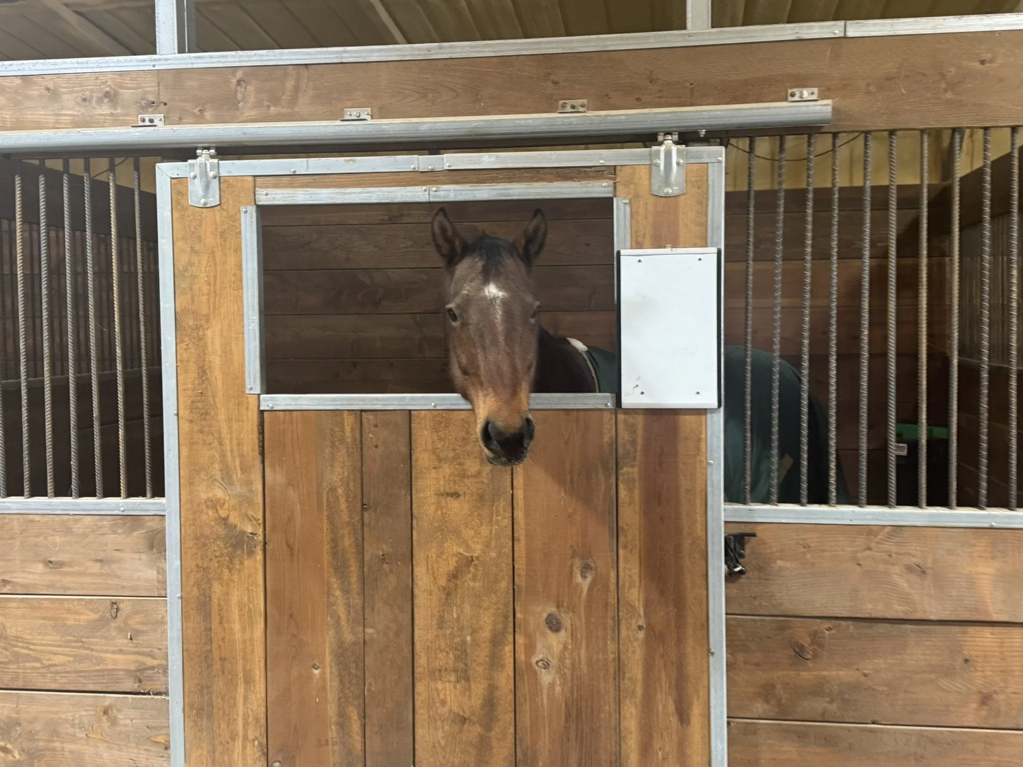 A brown horse looking out from a stall with a wooden door and metal bars, inside a stable with wooden walls and ceiling.