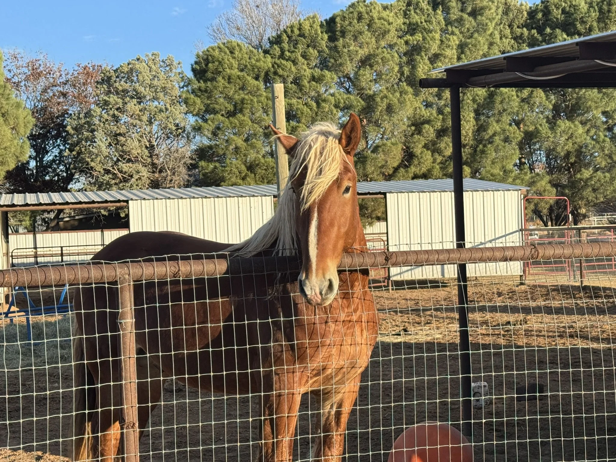 A chestnut horse with a blonde mane standing behind a metal fence in an outdoor enclosure, with trees and blue sky in the background.
