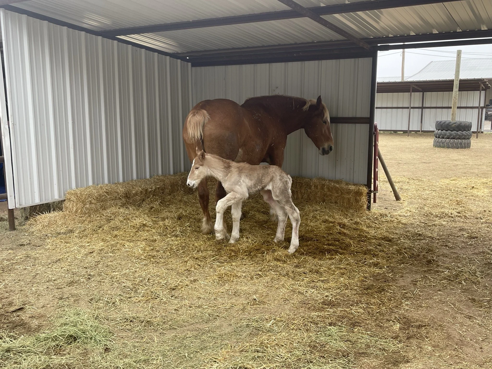 A stable with a metal roof and walls, containing a brown horse and a light-colored foal standing on straw bedding. In the background, there are stacks of tires and other structures outside.