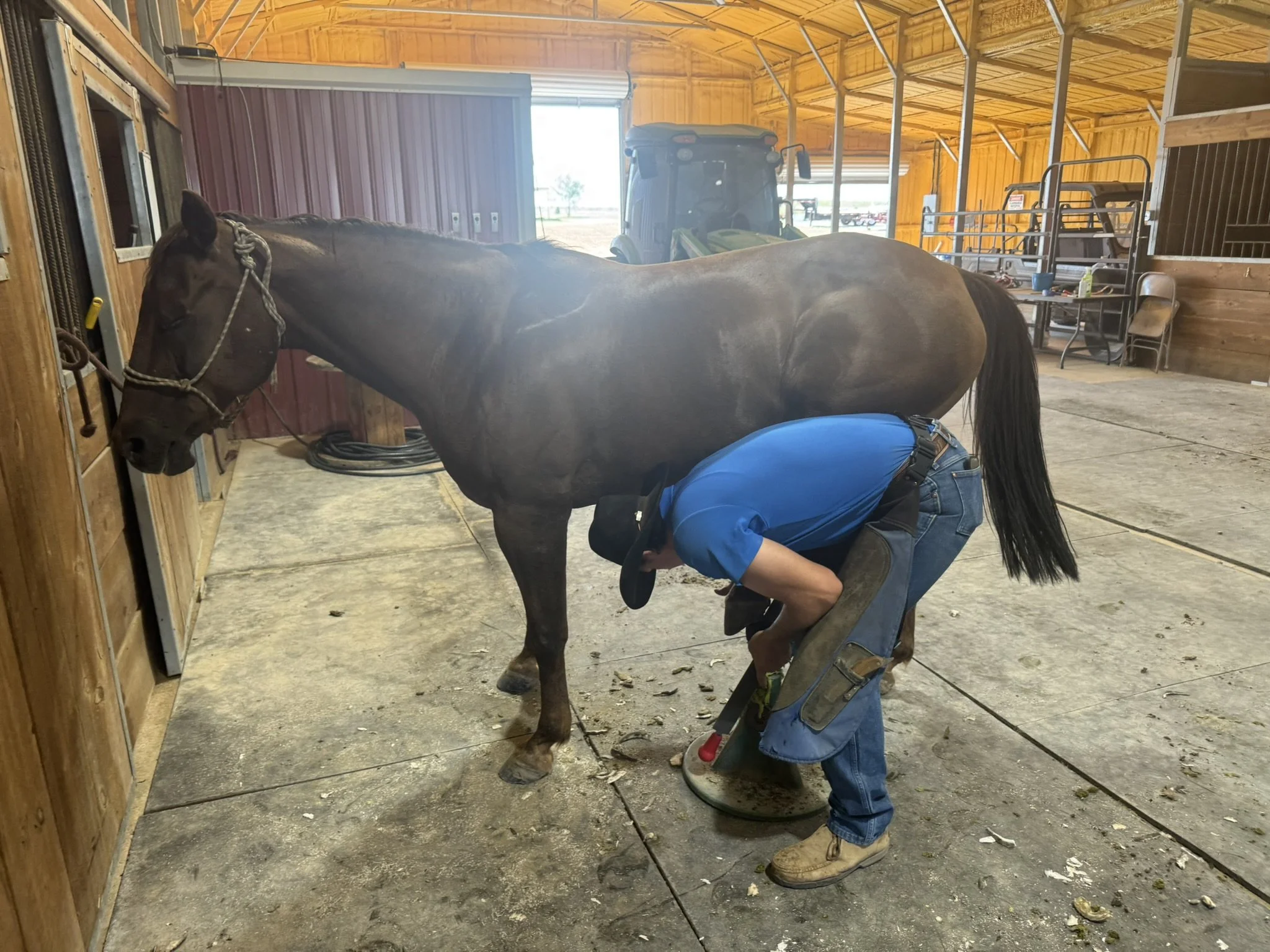 A person in blue work clothes is kneeling down and working on a horse's hoof inside a wooden barn. The horse is standing calmly and is tied to a wall, with various farming equipment and chairs visible in the background.