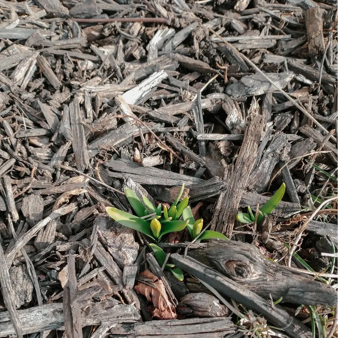 &quot;And the secret garden bloomed and bloomed and every morning revealed new miracles.&quot; &mdash;Frances Hodgson Burnett

This always feels like a miracle to me. No matter how devastating the winter has been, these little guys keep coming back, 