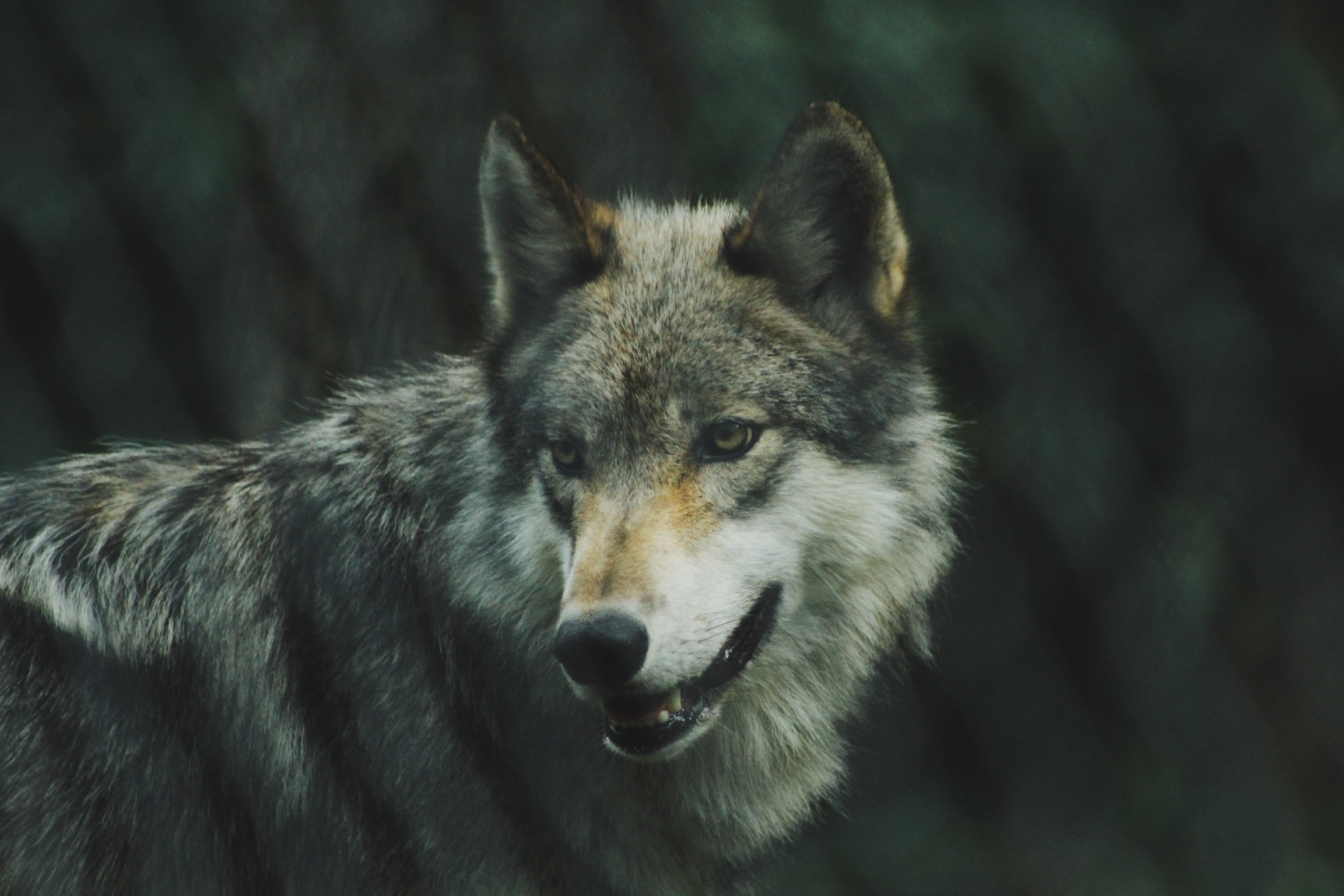 A People Sent: Mission Among Wolves