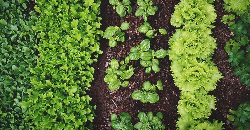 Lesson from My Garden: Faithfully Witnessing Is the Right Thing to Keep Doing