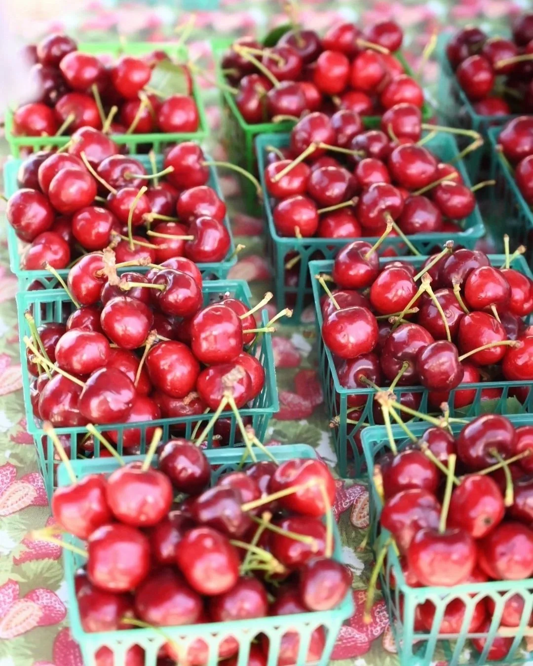 fresh cherries