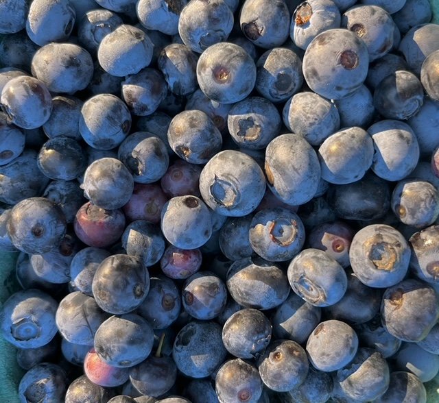 blueberries