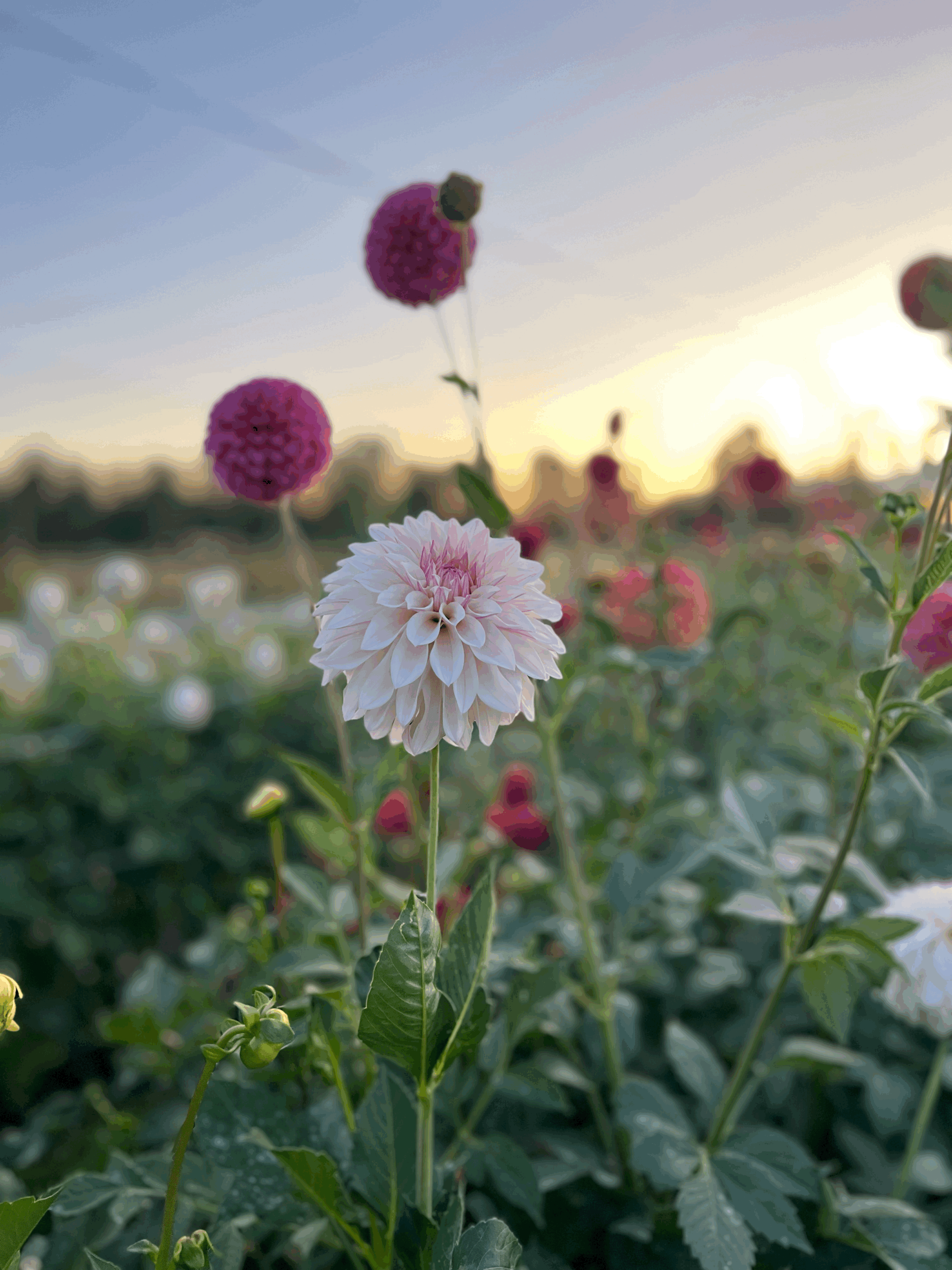 Bloomquist Compare (BB-FD-LB)