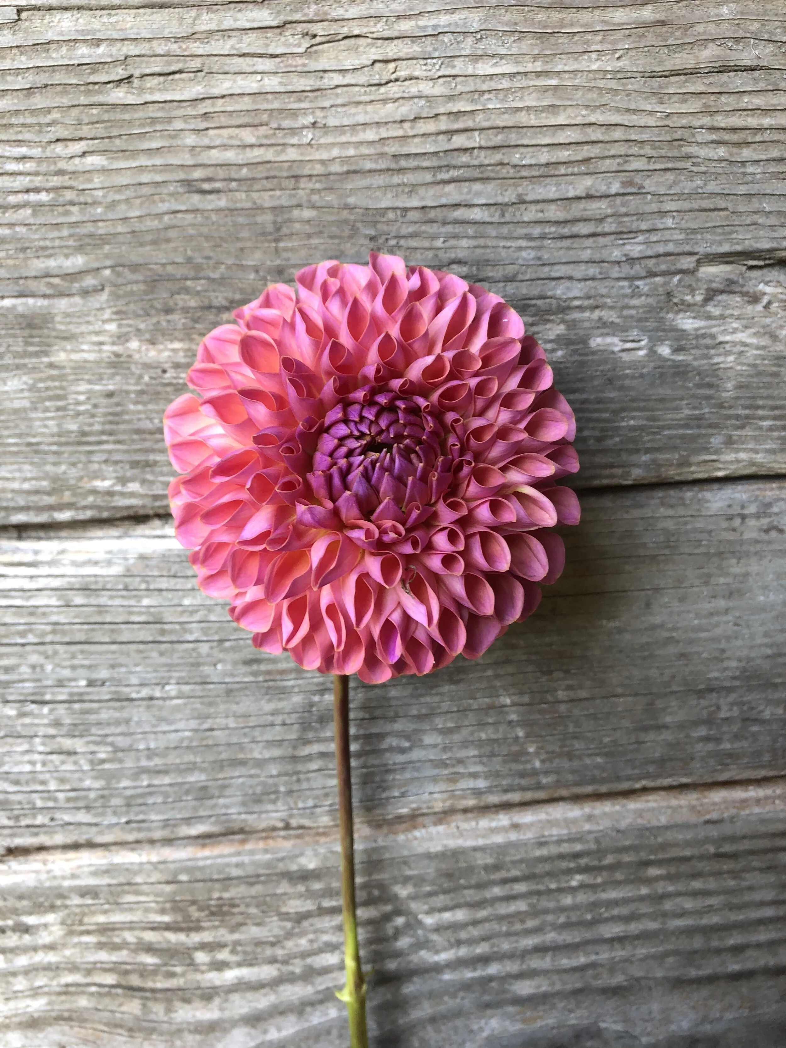 F3DBC383-B132-441D-B473-D59D27E700C2