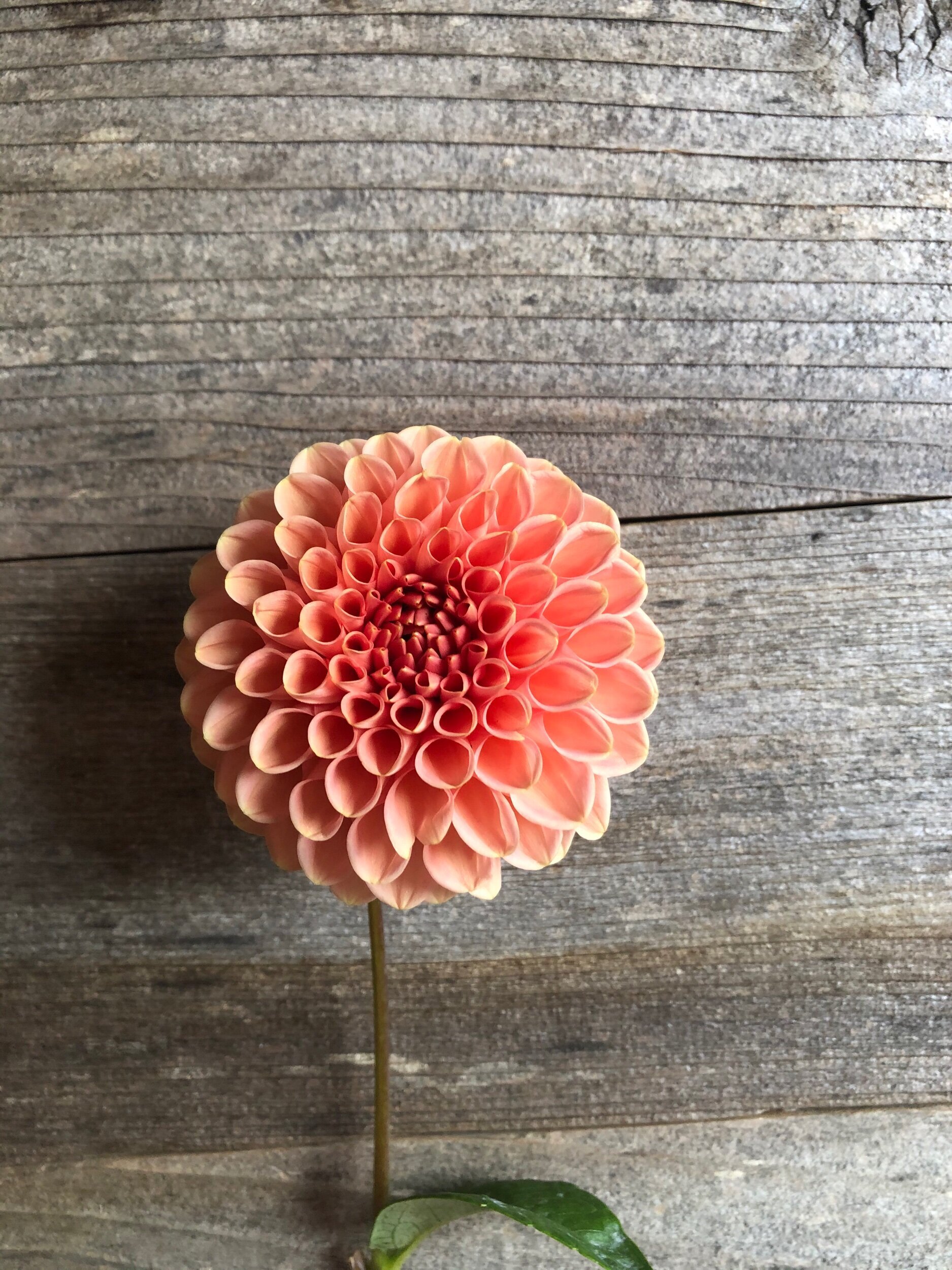 CD7D9F49-B10A-47FB-A965-37FC138FF3A7