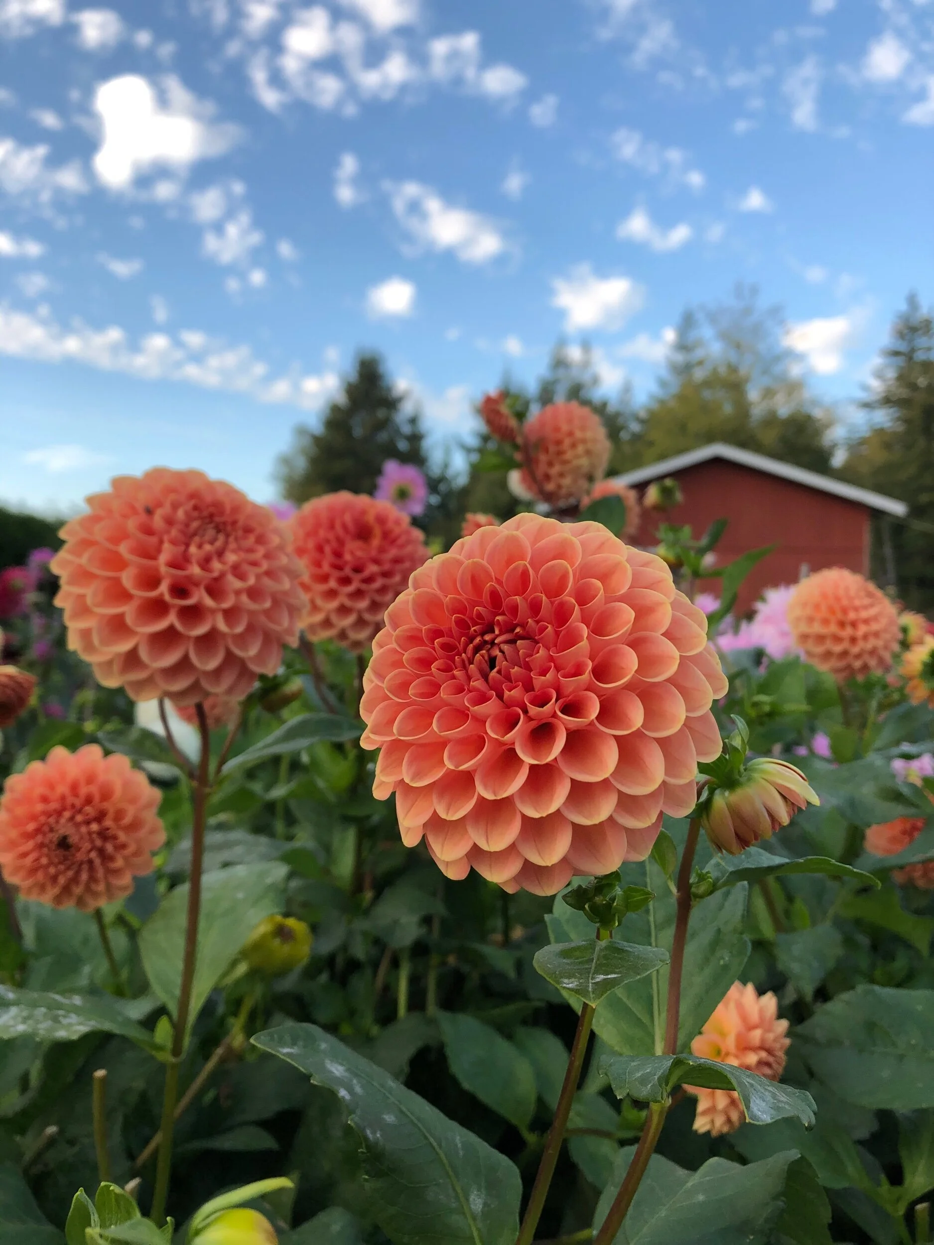 C888B806-71F3-4122-82EF-DE6902D9C2D8