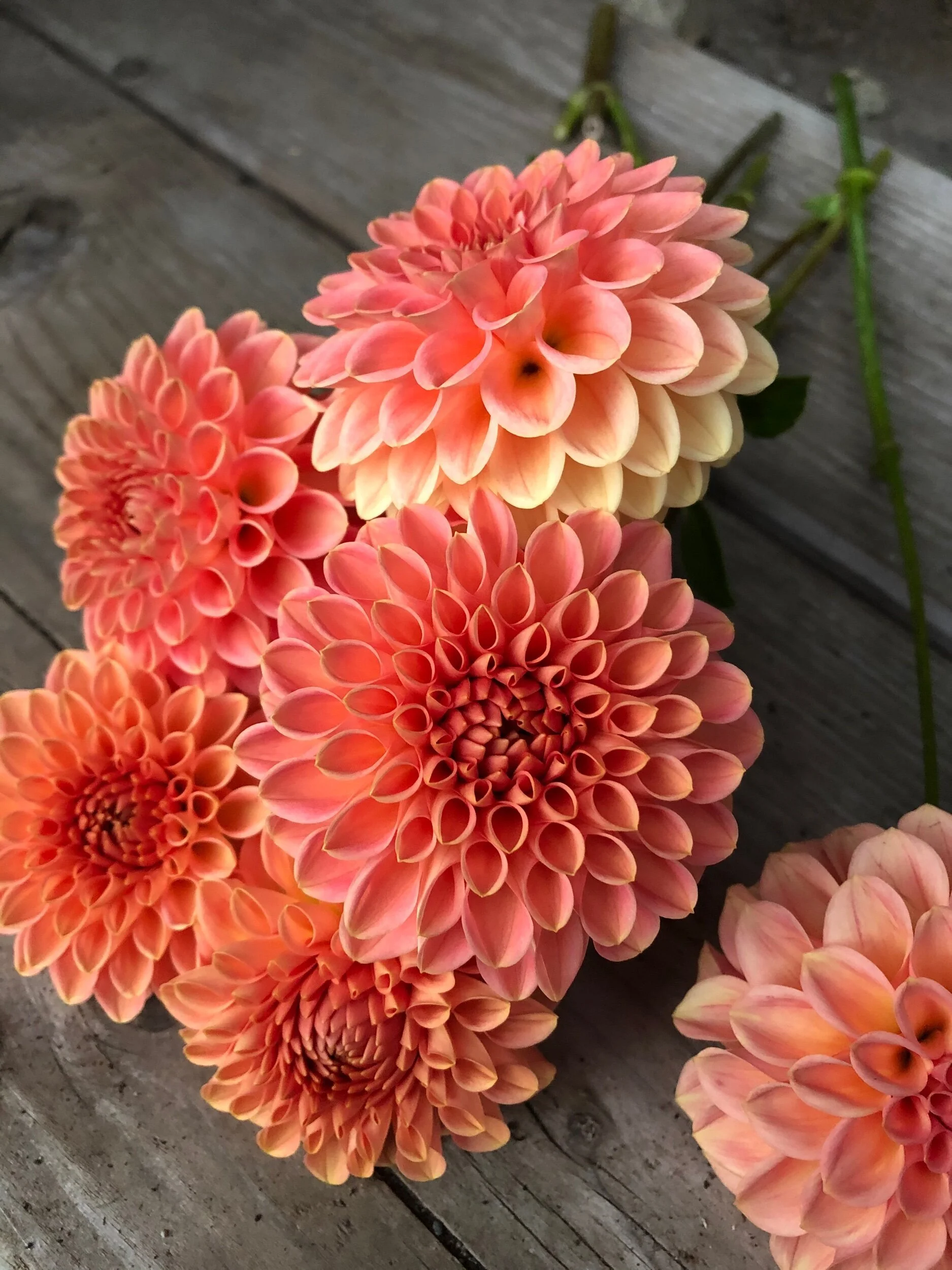 F1BFF908-8F16-4C33-8D80-68EE6529407F