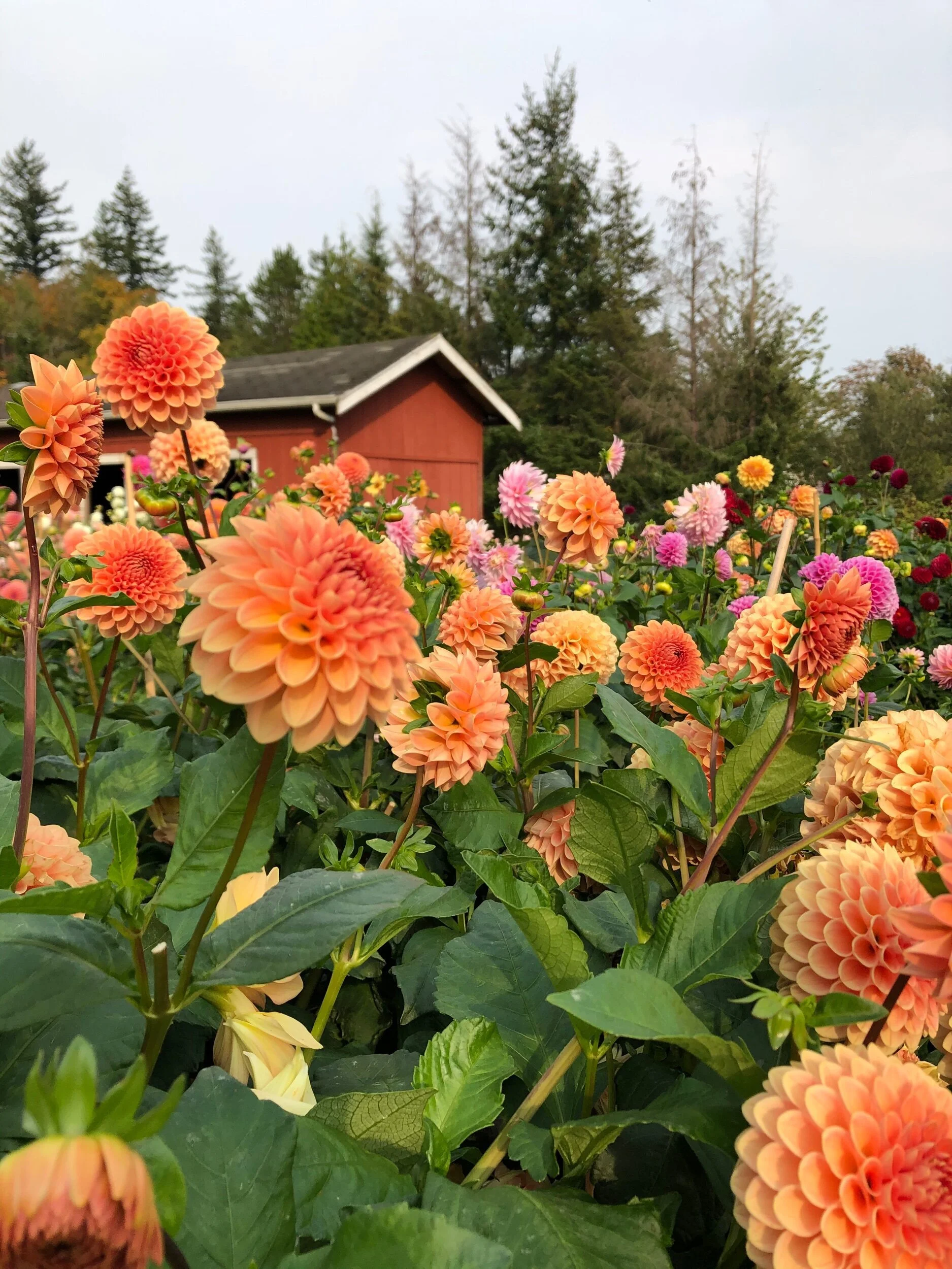 75A33584-1331-41AE-93FF-575B155E8D16