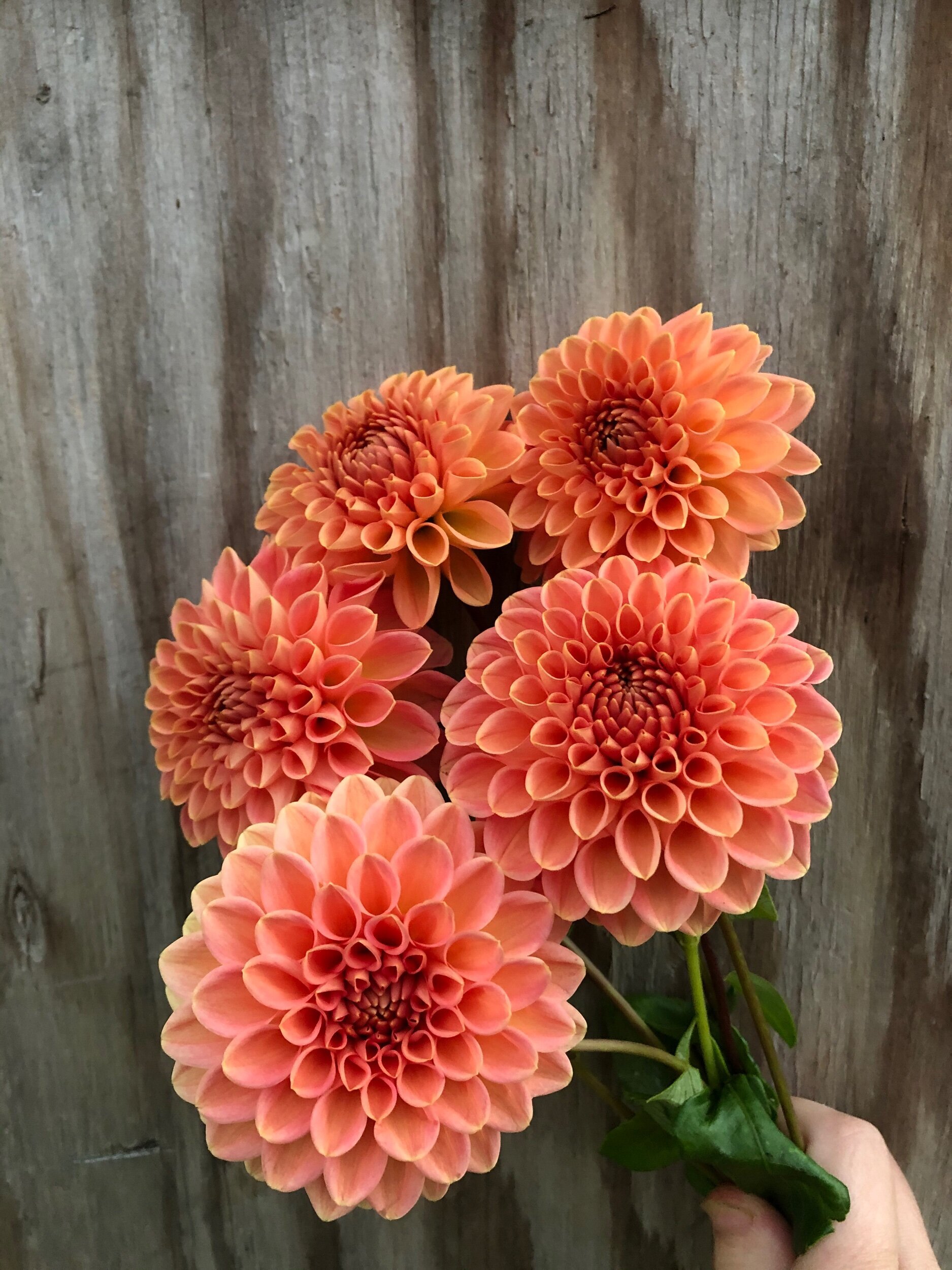 BB1A1BD7-BE4B-42DF-92E6-A6E00AEE7C59