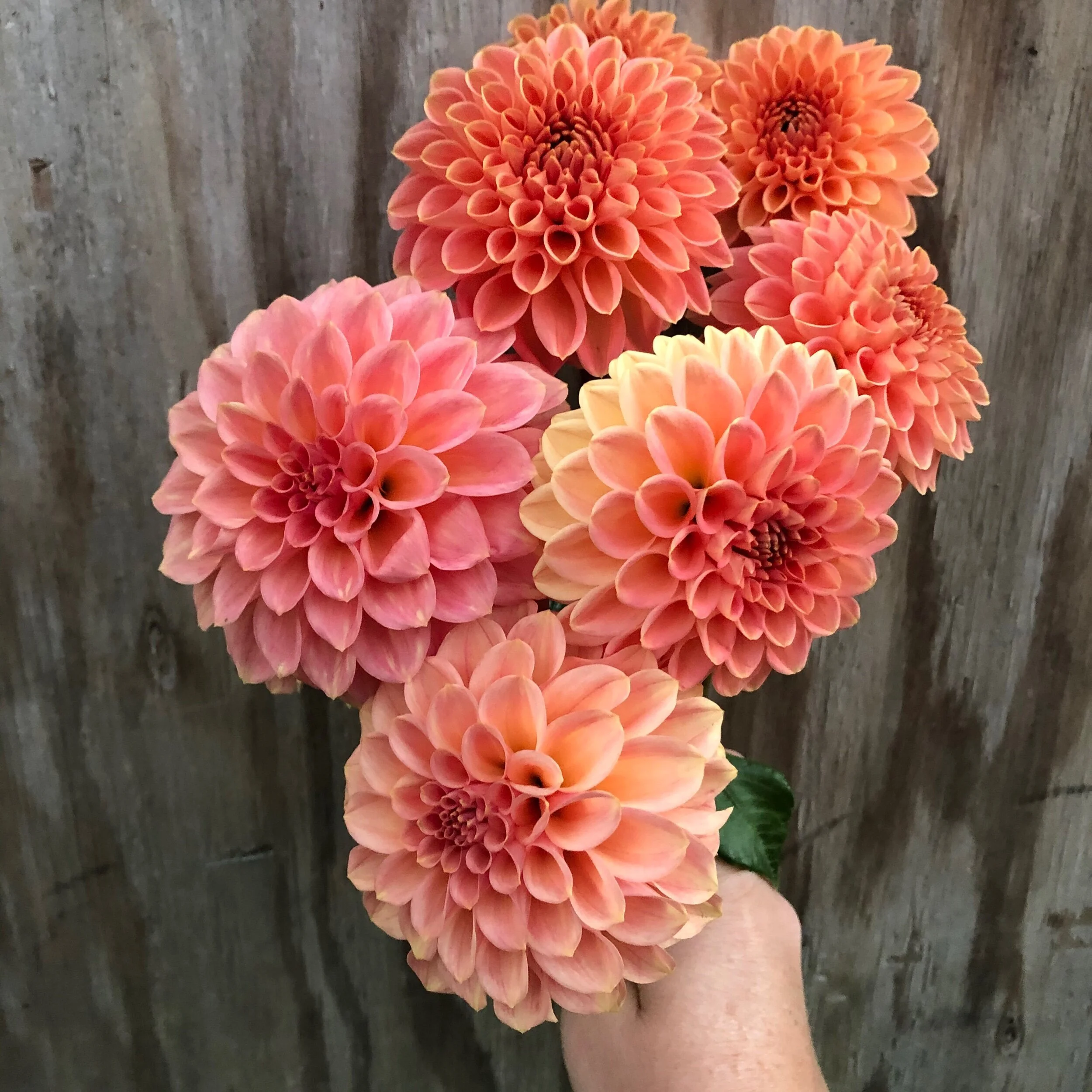 9F55CED8-0124-4CC7-B665-540D5A44A08A