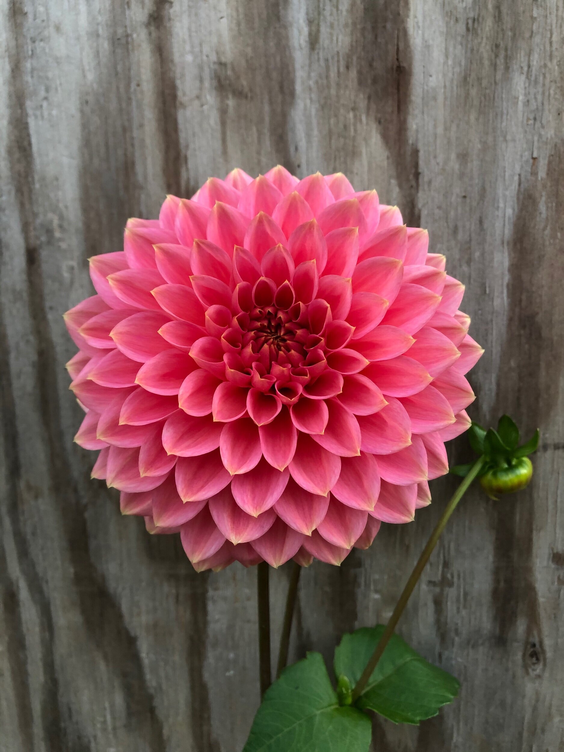 C38F5314-CF2B-4DA6-BA9F-48D9039C2821